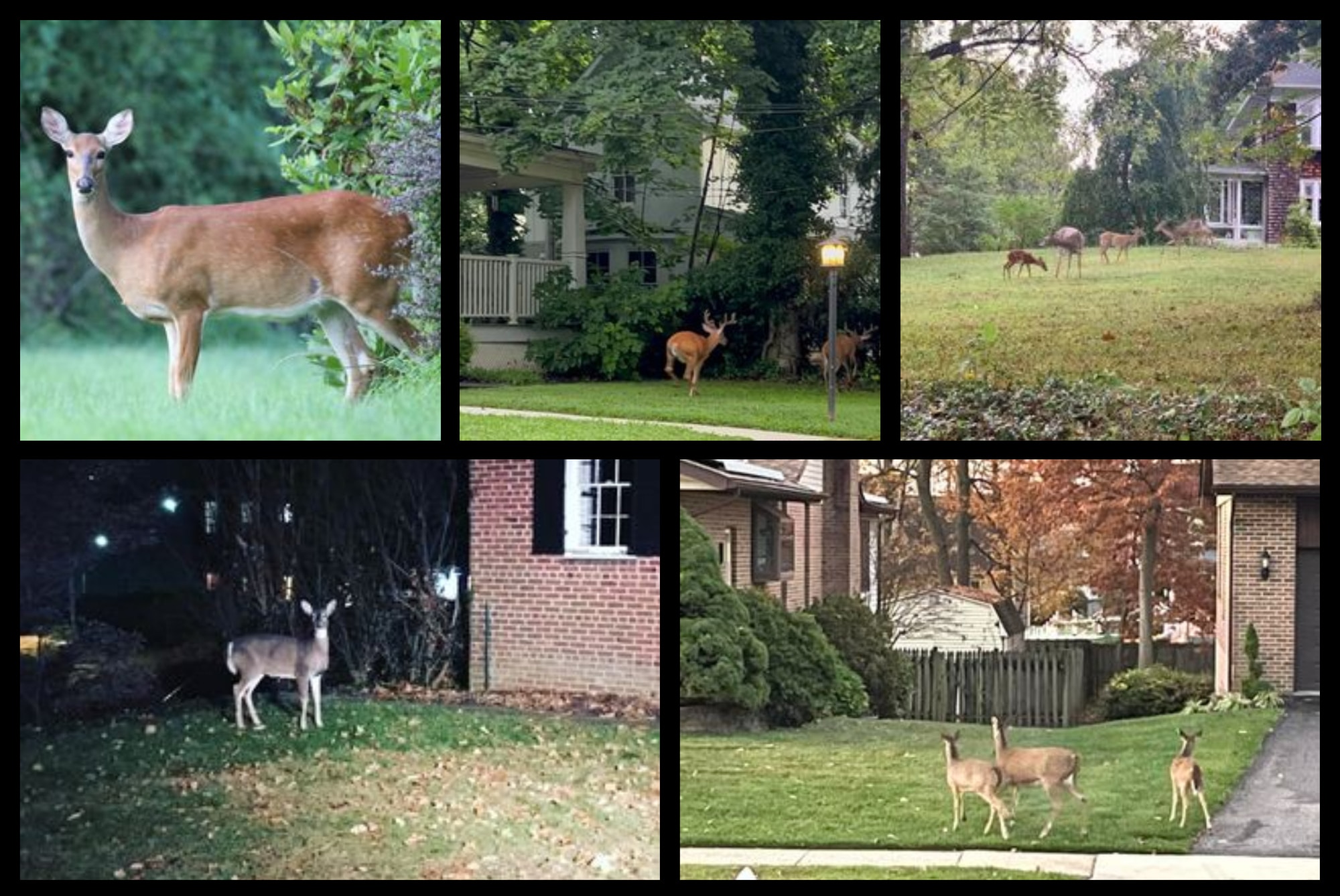 Deer in yards and on sidewalks around the Baltimore area.