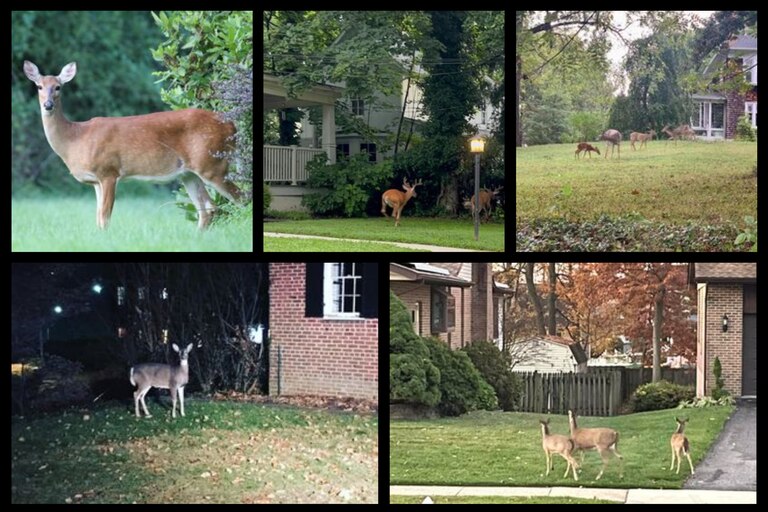 Deer in yards and on sidewalks around the Baltimore area.