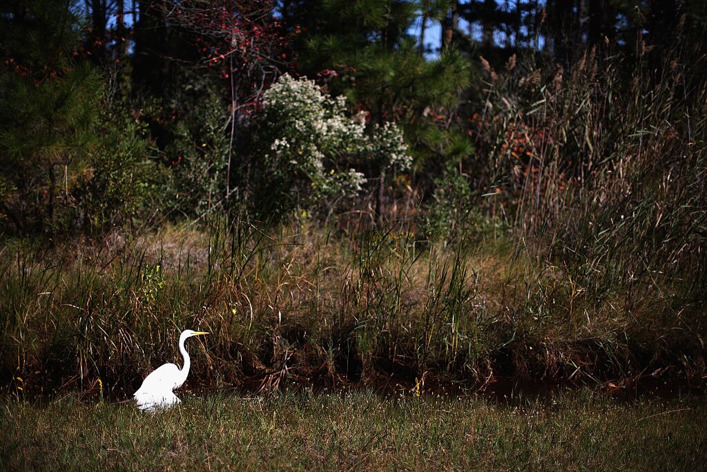 HOOPERS ISLAND, MD - OCTOBER 09: A Heron looks for food in a roadside drainage ditch that raises and lowers with the tide October 9, 2014 in Hoopers Island, Maryland. Several islands in the lower Chesapeake Bay region are slowly eroding away as sea levels rise. Officials have projected the sea level will rise several feet over the next century leaving many of the Chesapeake bay's lower islands underwater.  (Photo by Mark Wilson/Getty Images)