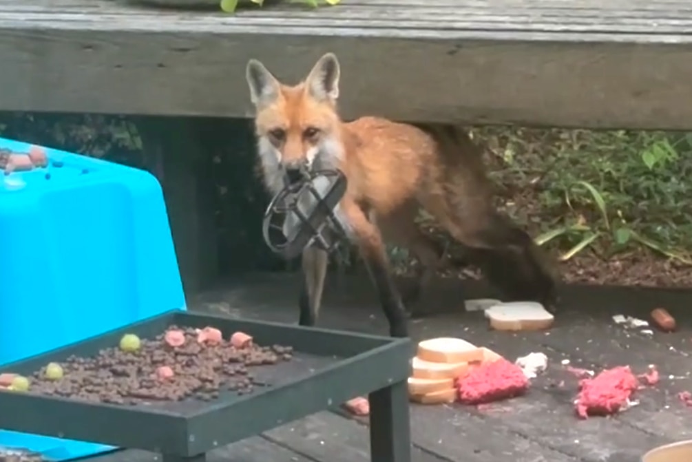 A female fox is seen with a large trap stuck on her mouth in Severna Park on the evening of Wednesday, May 13. The trap is likely larger than legal size and likely set illegally.