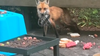 A female fox is seen with a large trap stuck on her mouth in Severna Park on the evening of Wednesday, May 13. The trap is likely larger than legal size and likely set illegally.