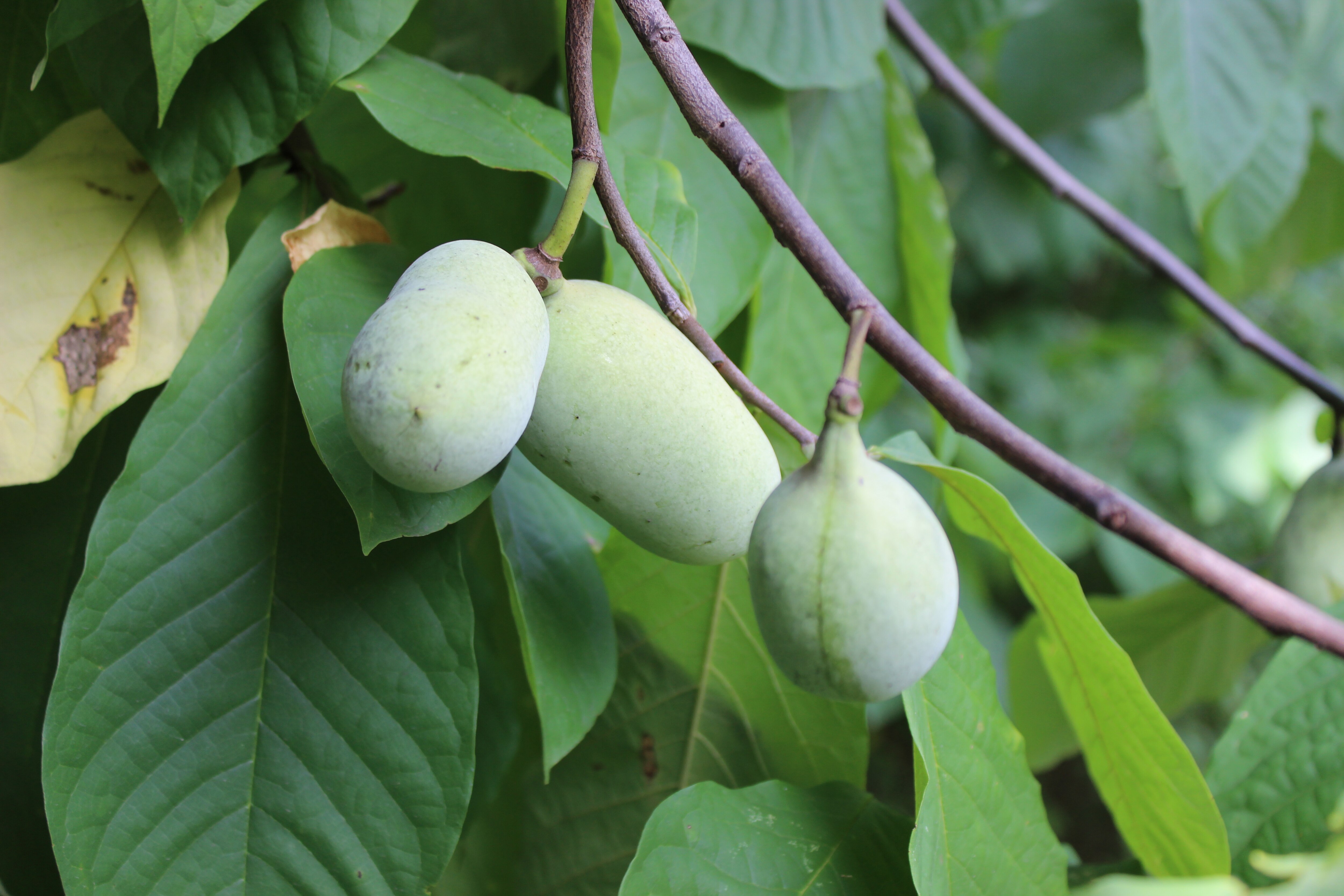 Pawpaws ripen on a tree in a forest.