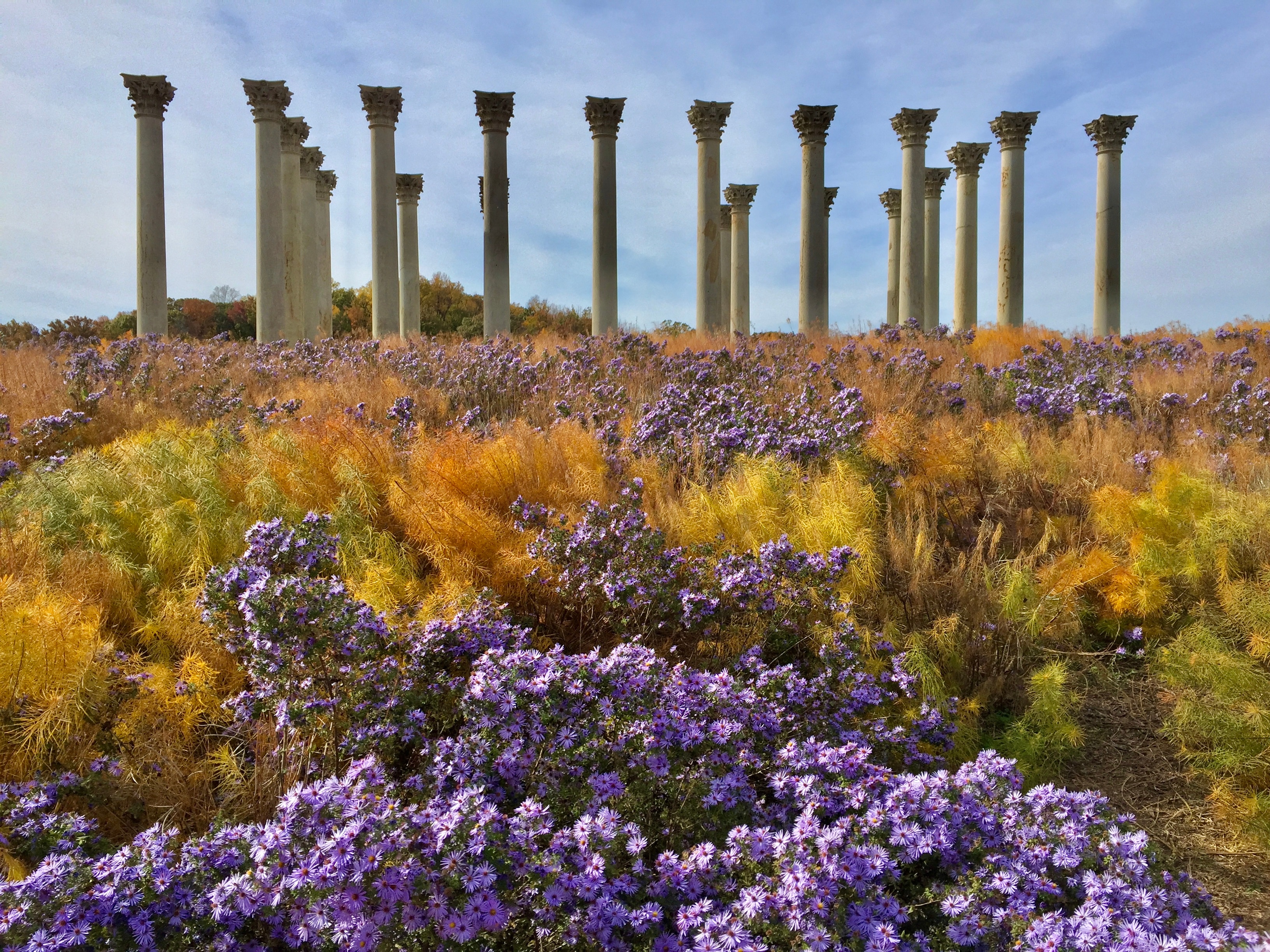 To see what a plant will look like in maturity, there's no better resource than the National Arboretum in Washington, D.C., where the modern movement towards meadows and naturalistic plantings is on full display.