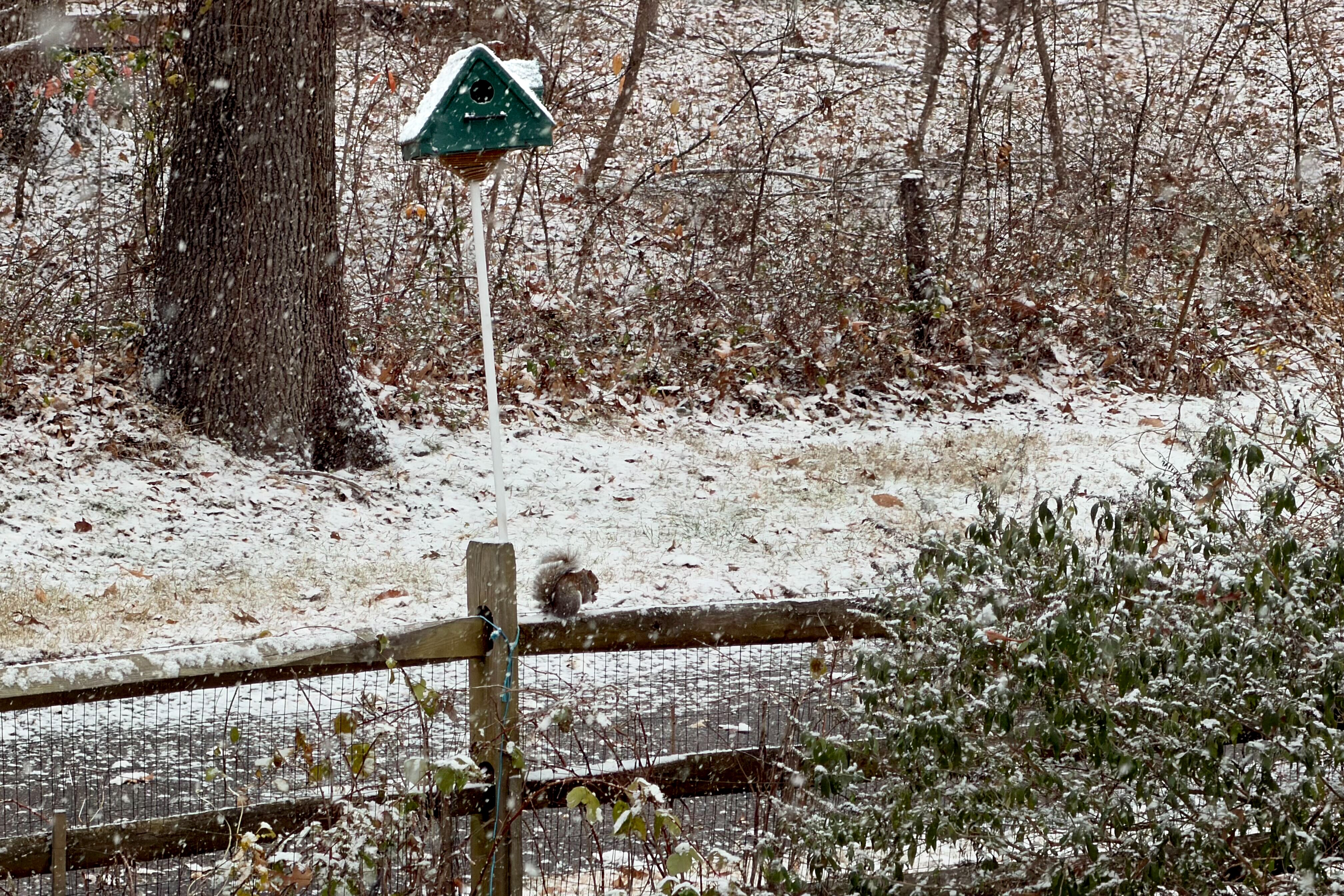 Snow falls steadily Friday morning in Pasadena, though roads and sidewalks remain mostly clear.