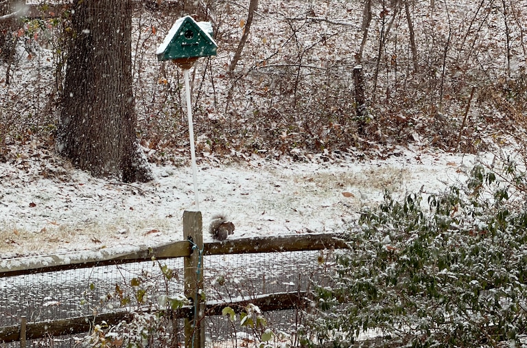 Snow falls steadily Friday morning in Pasadena, though roads and sidewalks remain mostly clear.