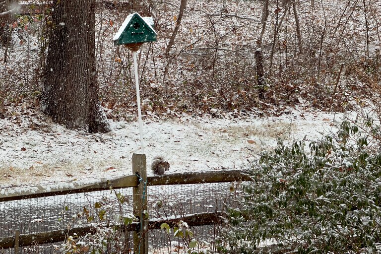 Snow falls steadily Friday morning in Pasadena, though roads and sidewalks remain mostly clear.