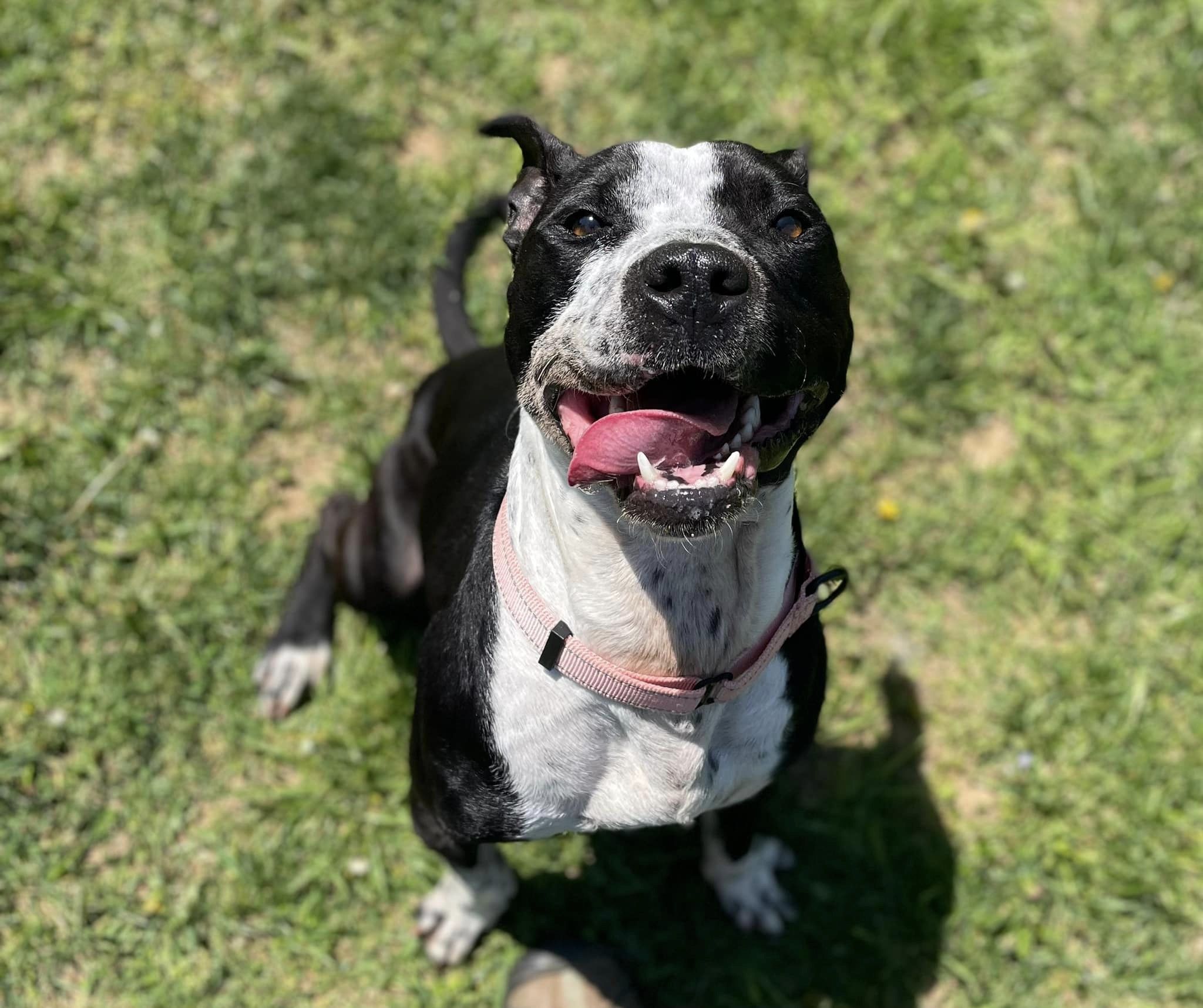 Bricks, a 2-year-old male, has been waiting to be adopted for almost two months. Beginning April 30, 2024, Baltimore County Animal Services is waiving adoption fees for all pets and also throwing in some discounted and free pet perks.