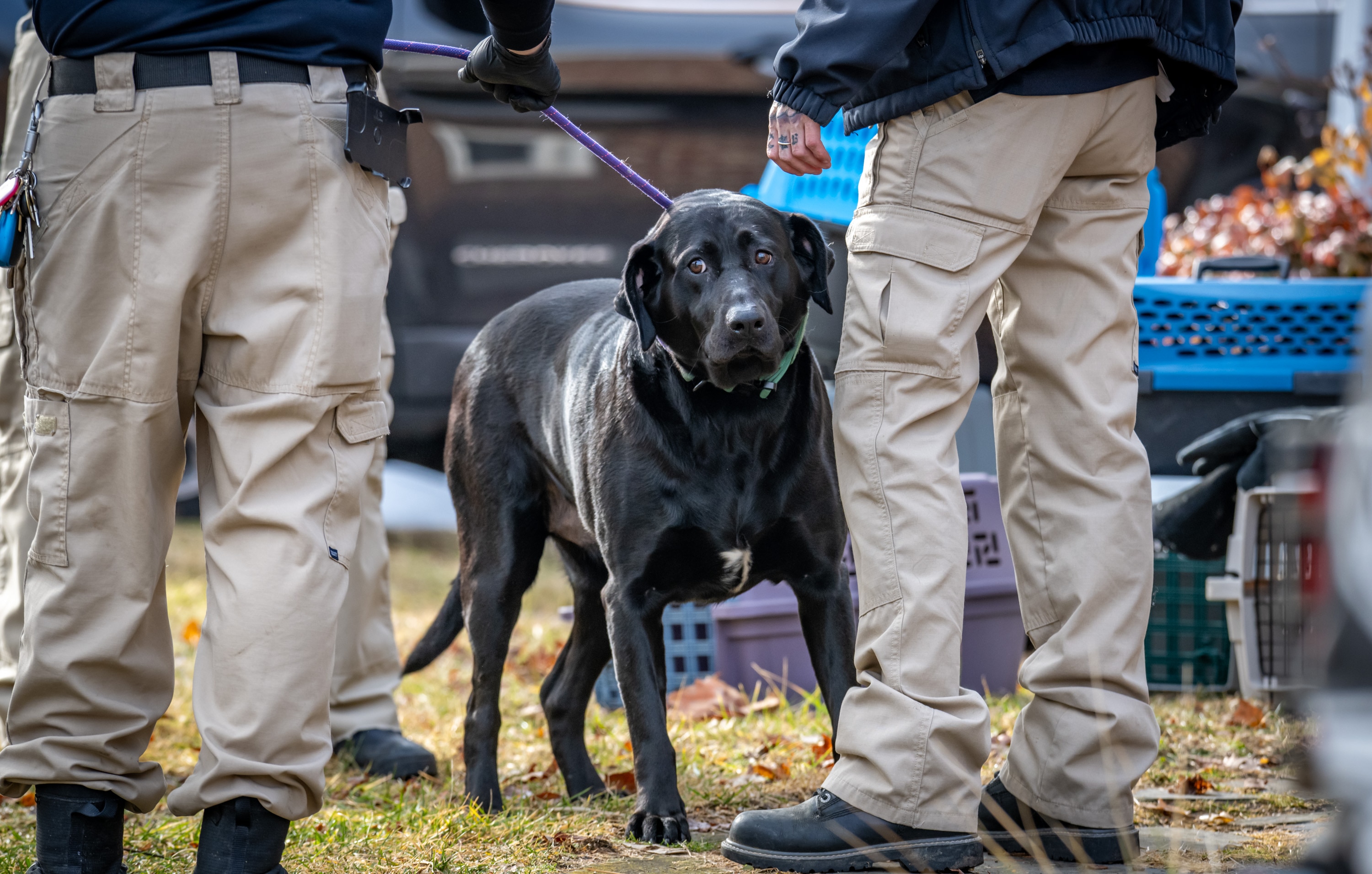 Baltimore County Department of Health animal services division officers remove a black Labrador Retriever from a home in Halethorpe where dozens of animals were seized last month.