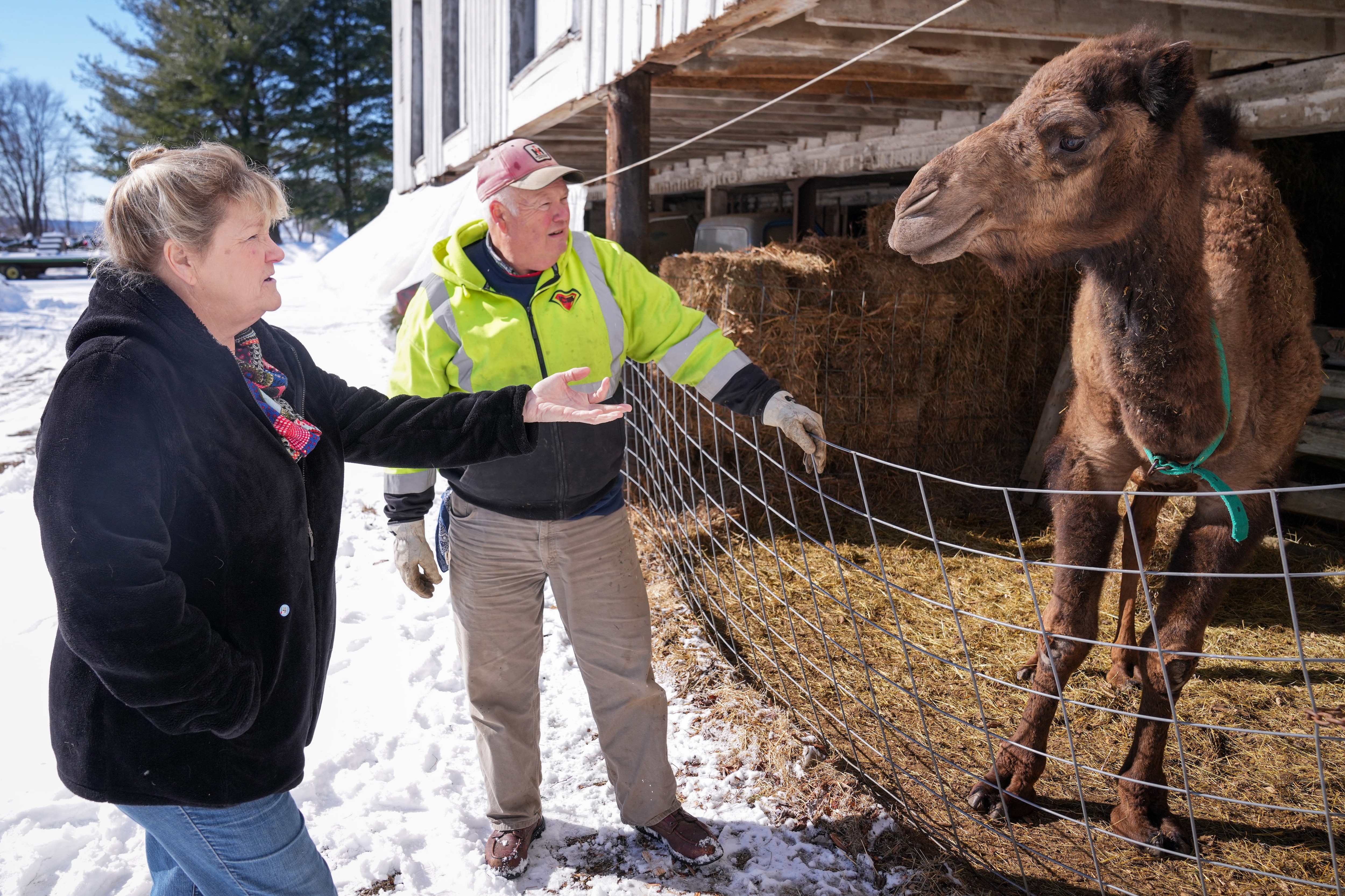 Farmers Stacey and John McKenzie check on their camel, Jerry, at Fresh McKenzie farm in Baldwin, Maryland, on Jan. 17, 2024.