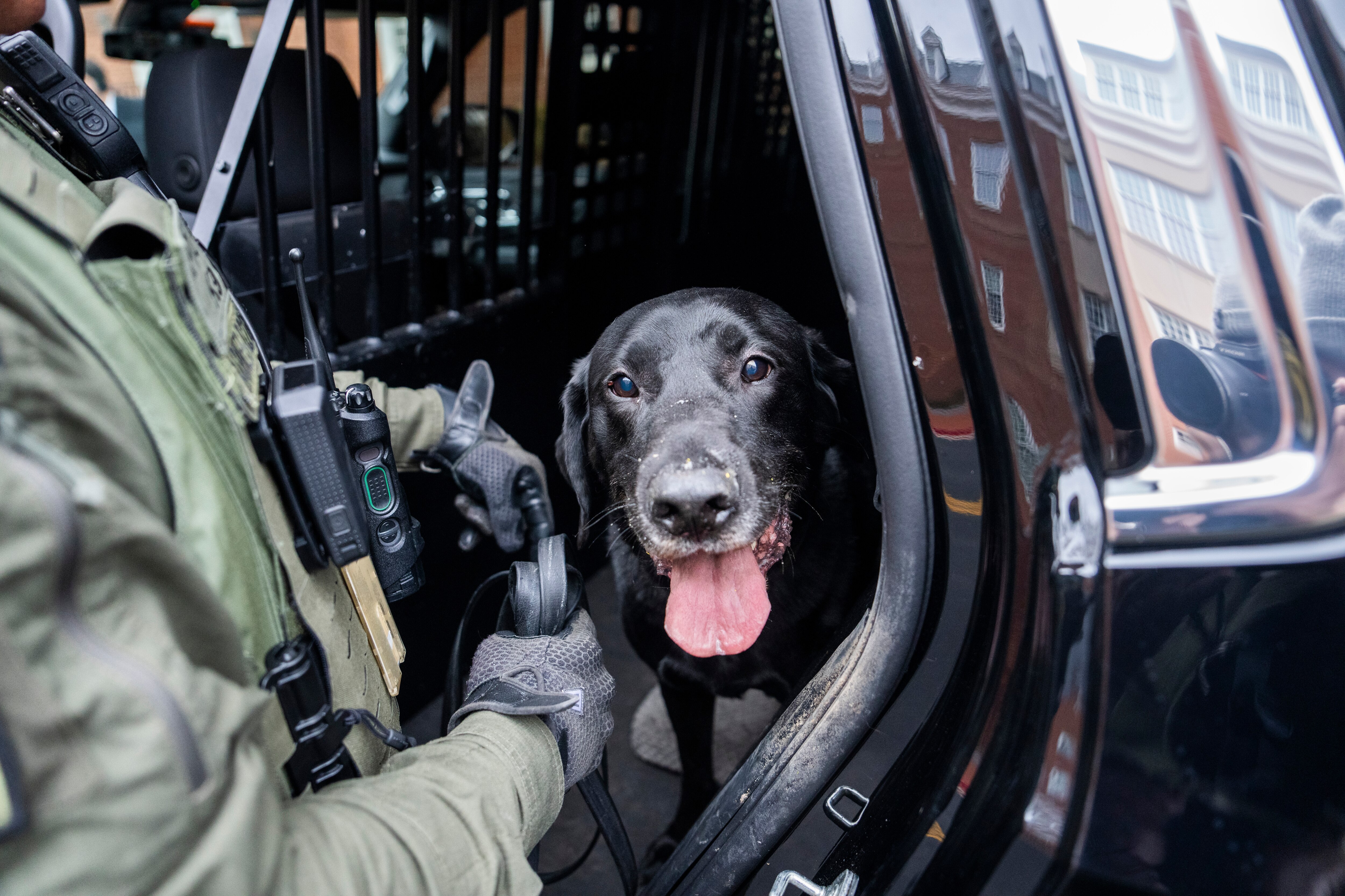 Champ, a 10 year old black lab, rests inside of a special K-9 unit van, equipped with temperature monitoring, food bowls, and a soft spot to rest.