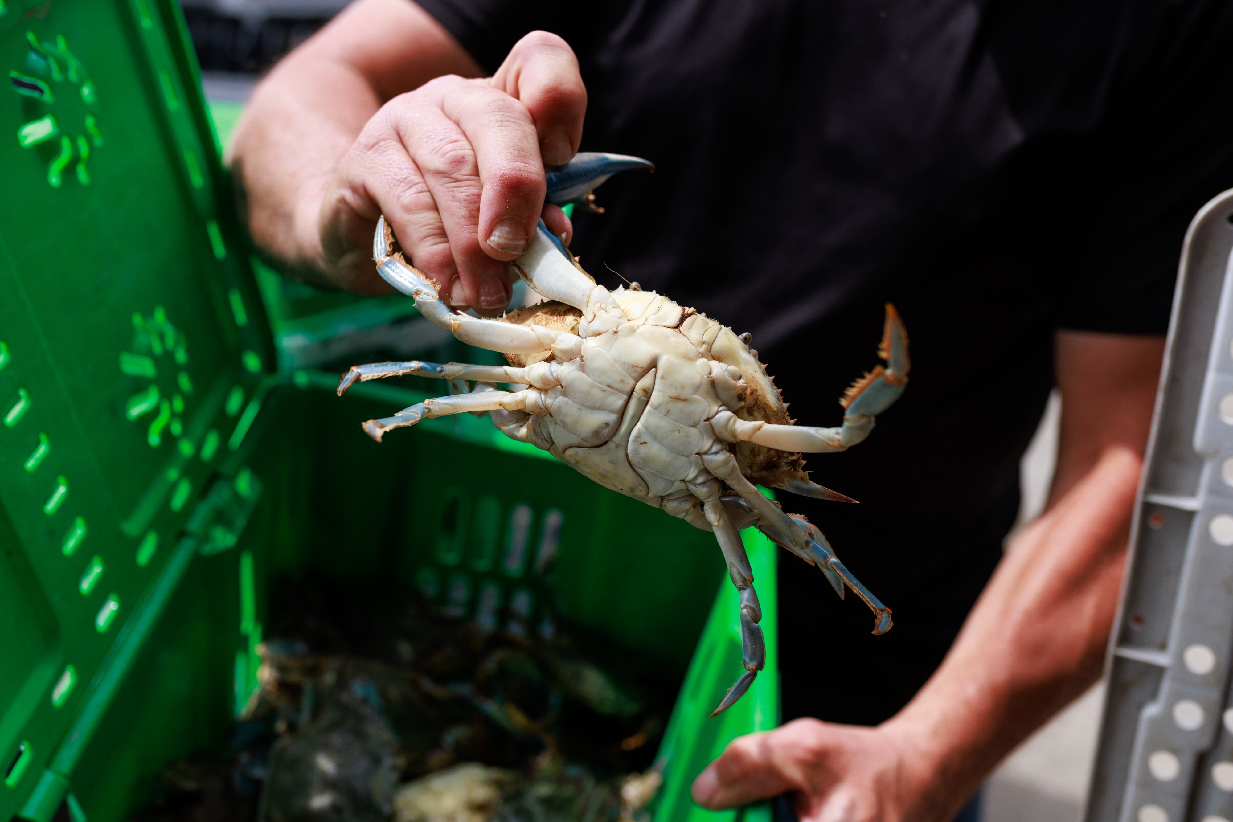 A fresh blue crab to be steamed and enjoyed.