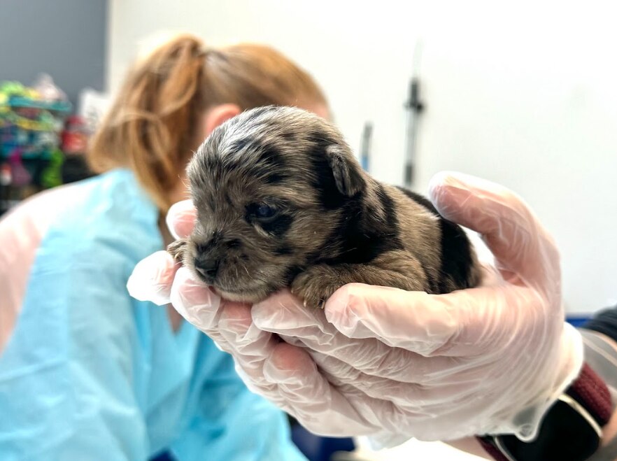 Officials seized more than 80 dogs and one cat from a rowhome in Baltimore. Orioles pitcher Cole Irvin and his wife, Kristen Beat, are passionate animal lovers.