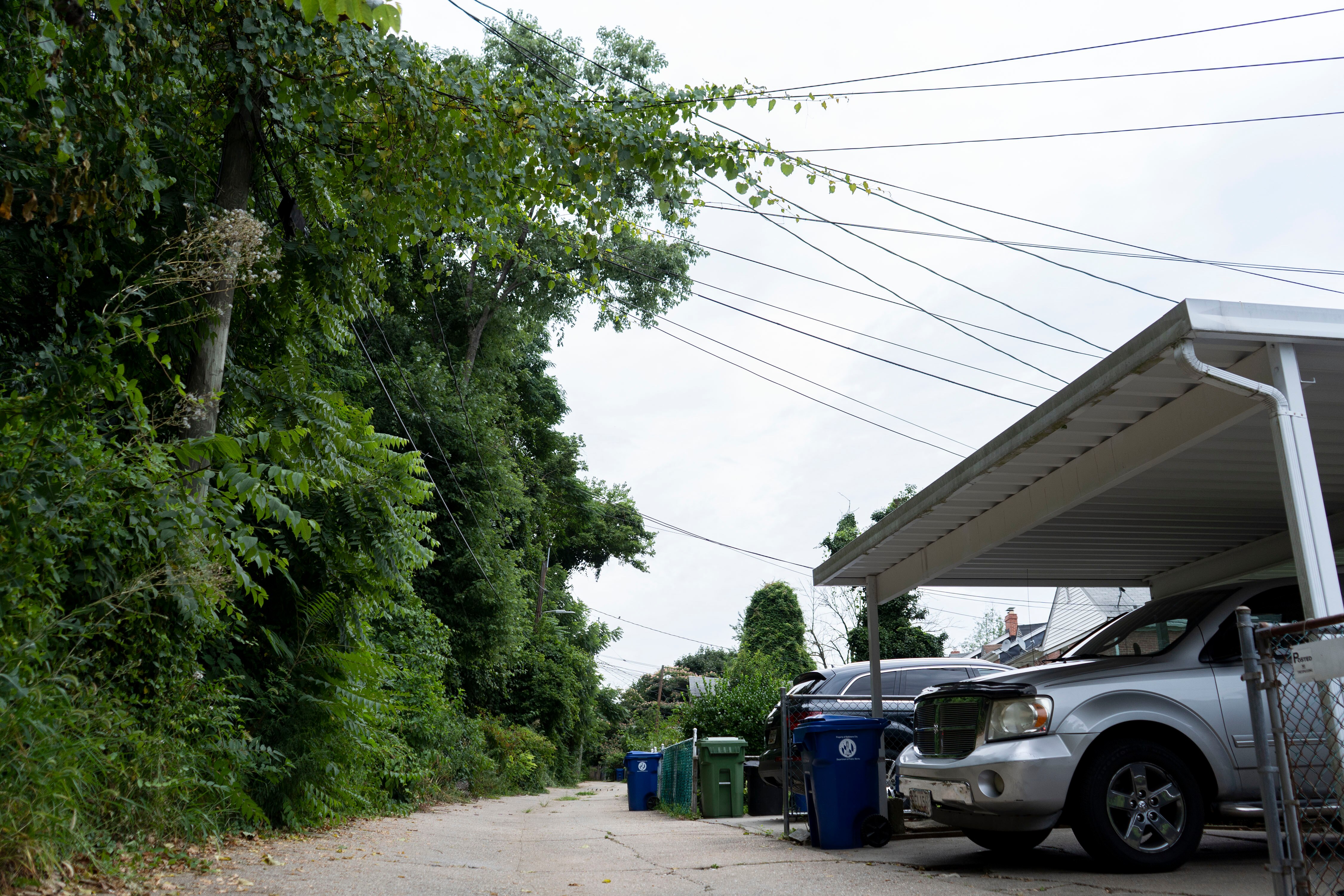 Tree branches tangle with powerlines that reach into backyards on the 4400 block of Pen Lucy Road on July 26. Residents have been asking for years for the overgrowth to be cleaned up, according to David Smallwood.