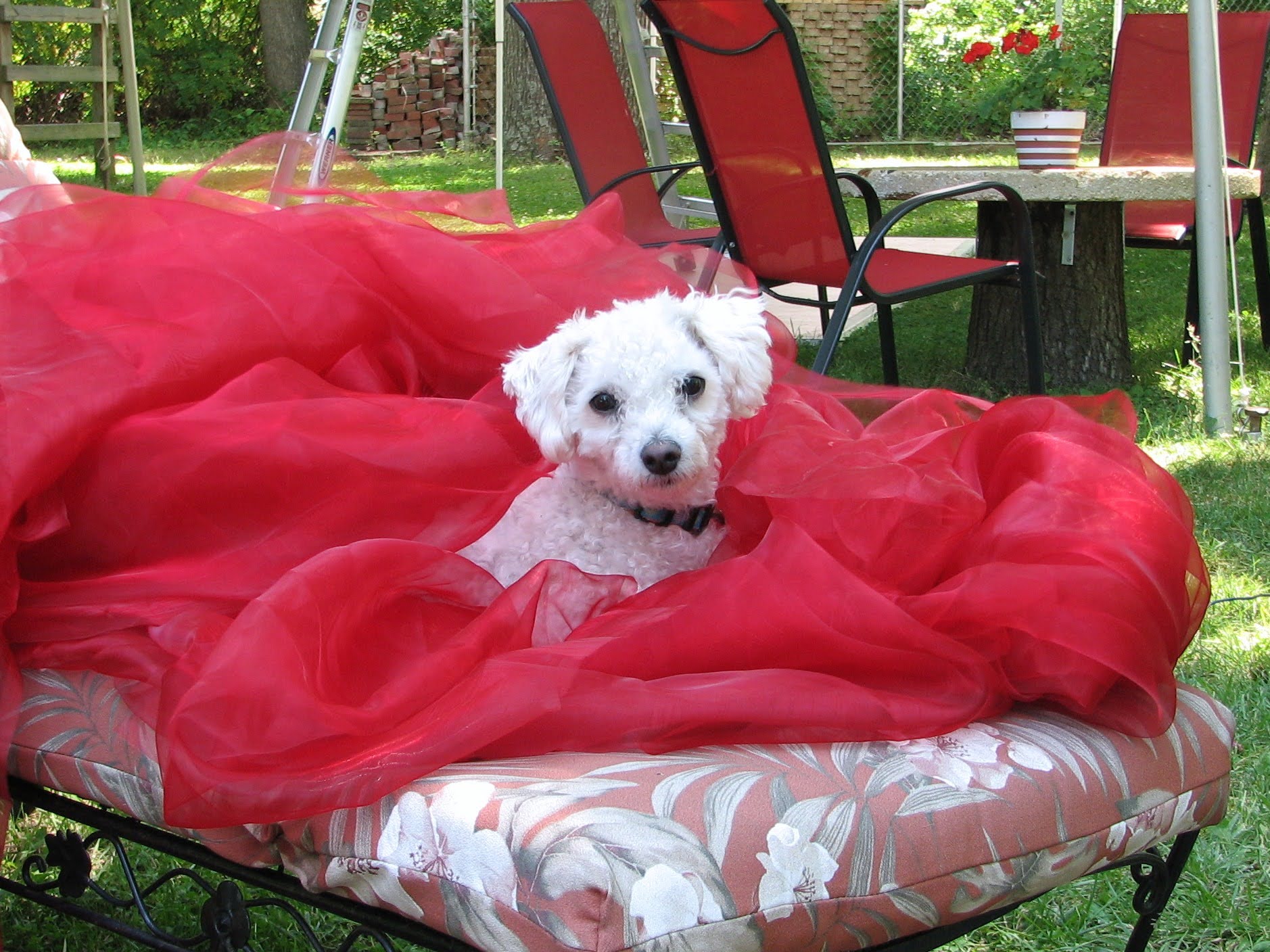 Rooster, our little rescue dog, was officially born on Valentine's Day, 2011.