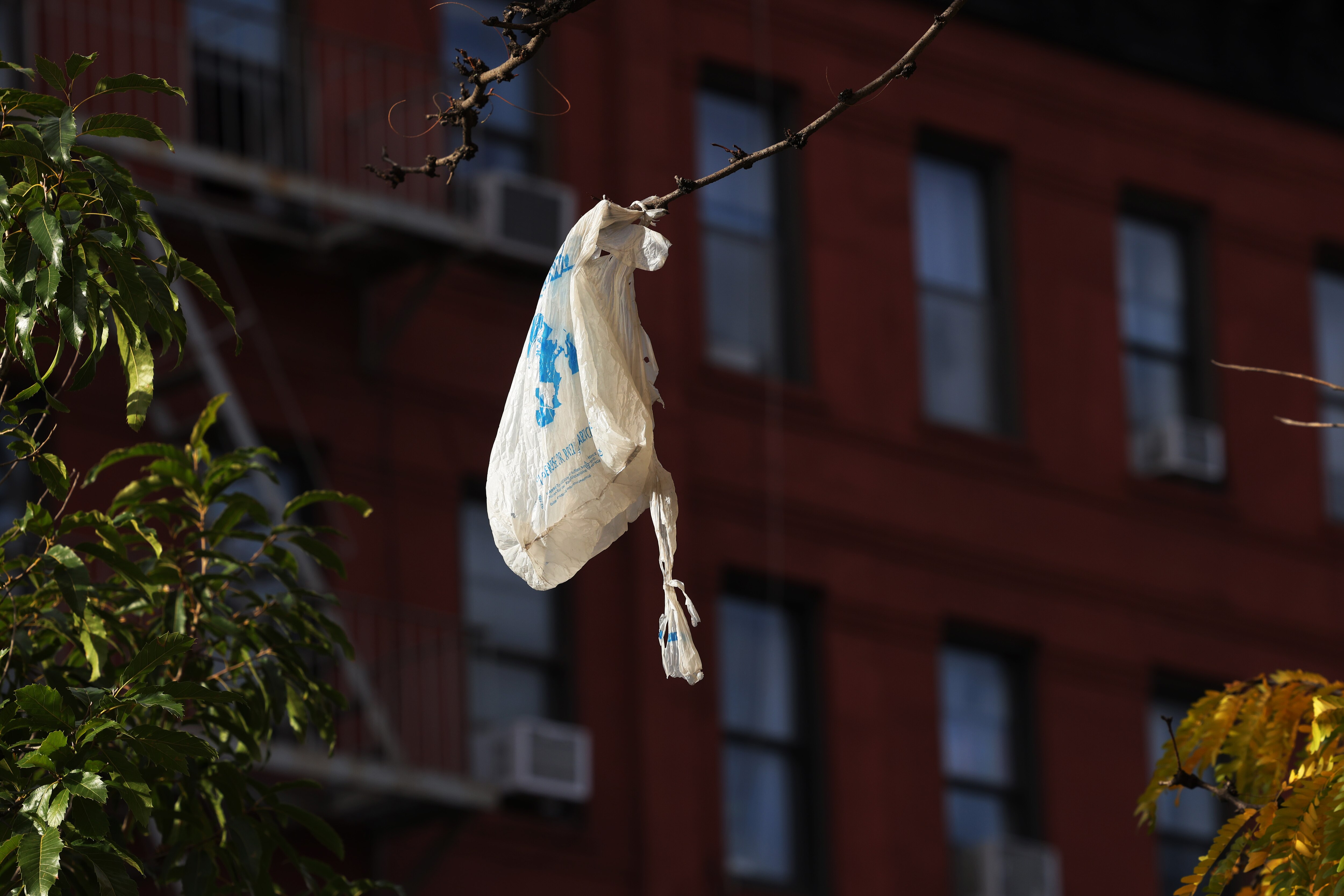 A plastic bag hangs off a tree branch on Oct. 19, 2020, in New York City. Baltimore County Executive Johnny Olszewski vetoed changes to the county’s plastic bag ban that is scheduled to take effect Nov. 1.