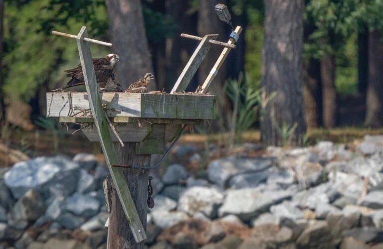Perched on a wooden platform built to encourage nesting, a female osprey guards two chicks. In the upper right, a camera helps researchers learn which types of fish the adult birds bring to their young.