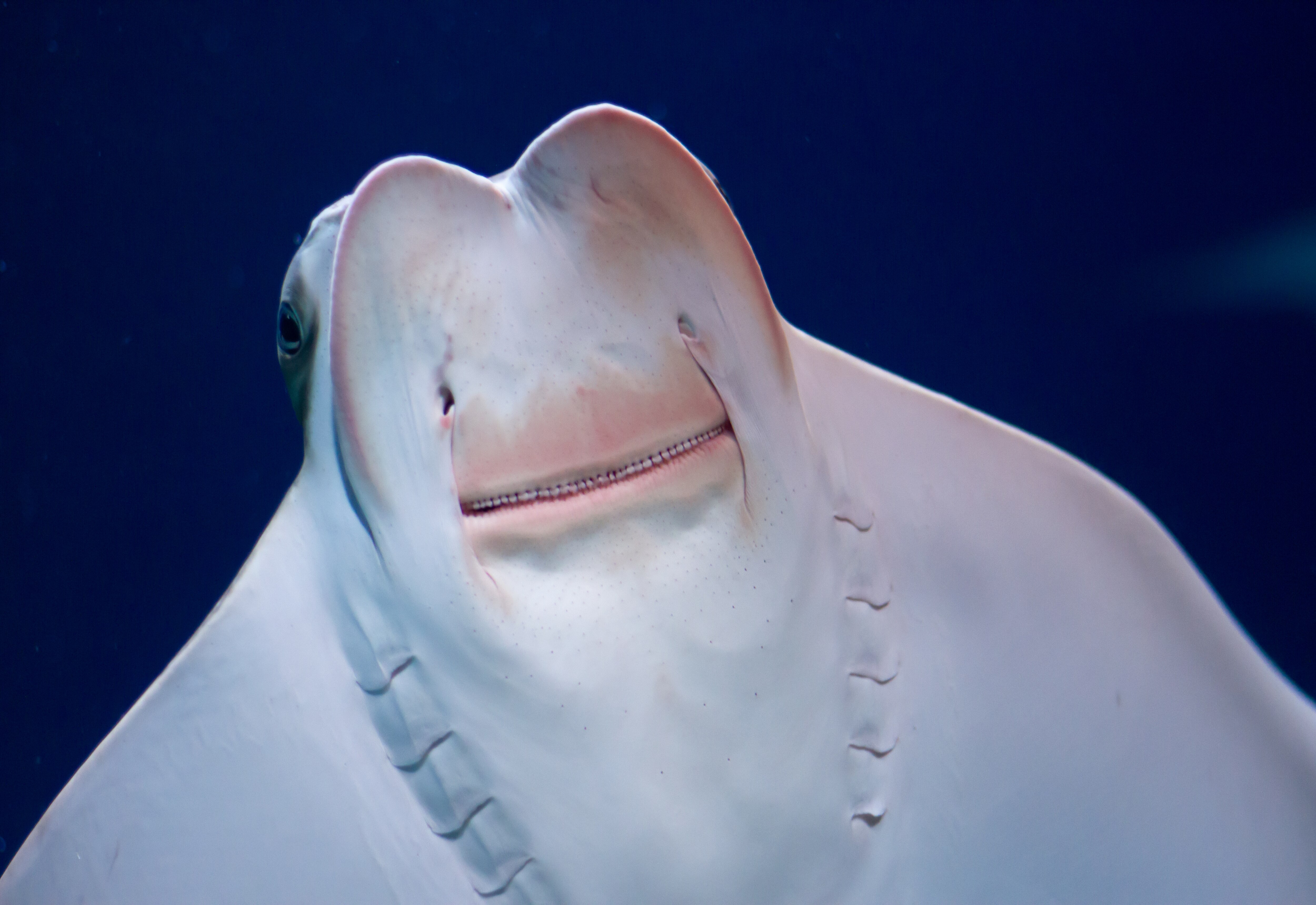 A cownose ray (Rhinoptera bonasus) swimming underwater in an aquarium.