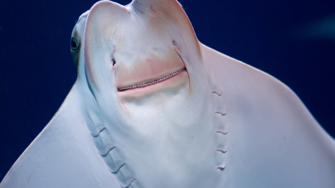 Cownose Ray Tooth Fever of cownose rays spotted in Baltimore - The Banner