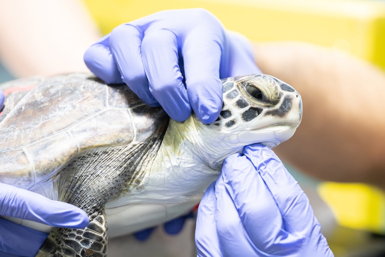 Assisted by a team of volunteers, Animal Rescue and Animal Health staff exam cold-stunned sea turtles as they arrive at the National Aquarium to start their rehabilitation journey. December 3, 2025