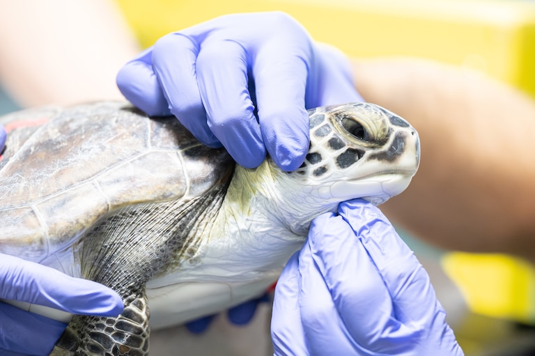 Assisted by a team of volunteers, Animal Rescue and Animal Health staff exam cold-stunned sea turtles as they arrive at the National Aquarium to start their rehabilitation journey. December 3, 2025