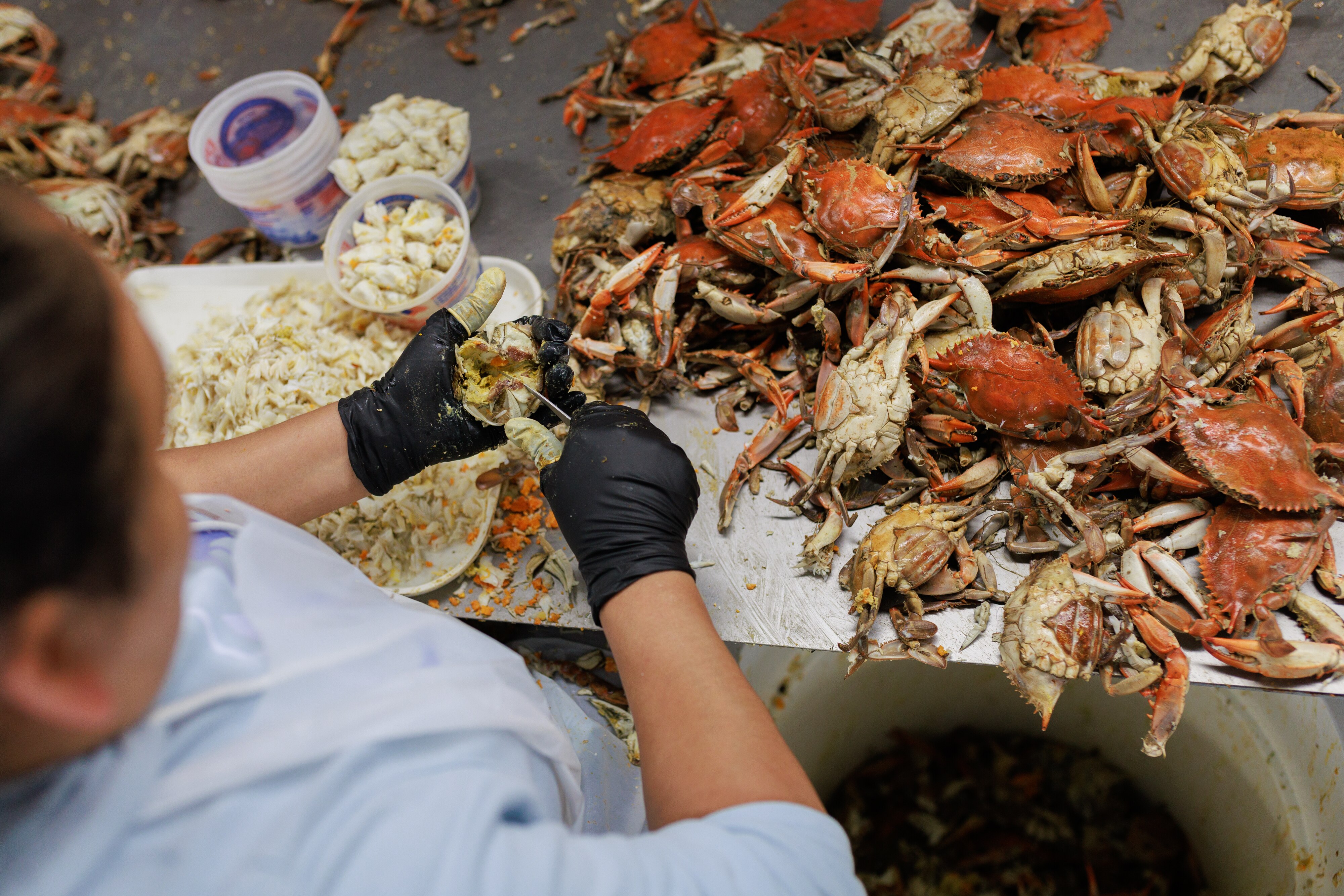 Crab pickers process Blue Crabs at J.M. Clayton Seafood Company on Tuesday, May 20, 2025, in Cambridge.