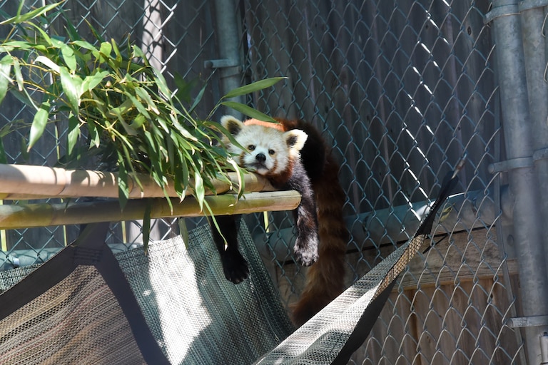 A new exhibit at the Maryland Zoo features two new red pandas β an 11-month-old who has yet to be named, and a 7-year-old named Aurora, seen here.