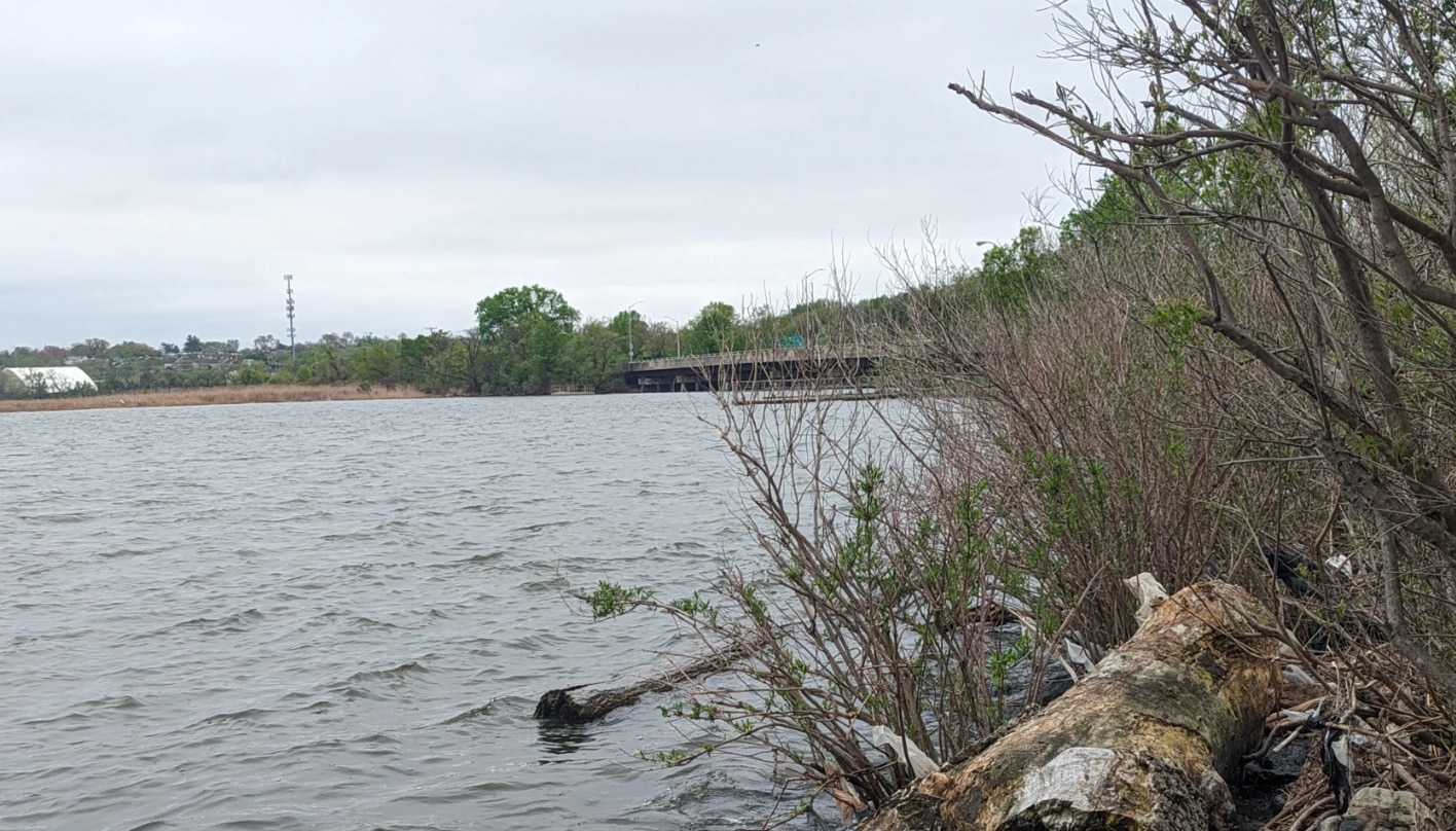 The Hanover Street Wetlands Project aims to restore plant life to protect the region from storms, flooding and erosion.