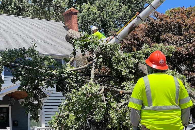SATURDAY, JUNE 13, 2026 - Trees toppled in Annapolis after storms caused damage in the city on Friday evening.