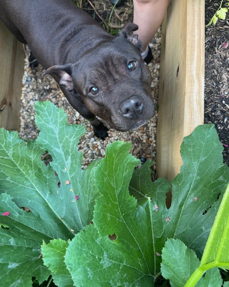 Humble in her Silver Spring backyard on July 23. “She looked like a puppy until the very end,” Bri Giarratano said.
