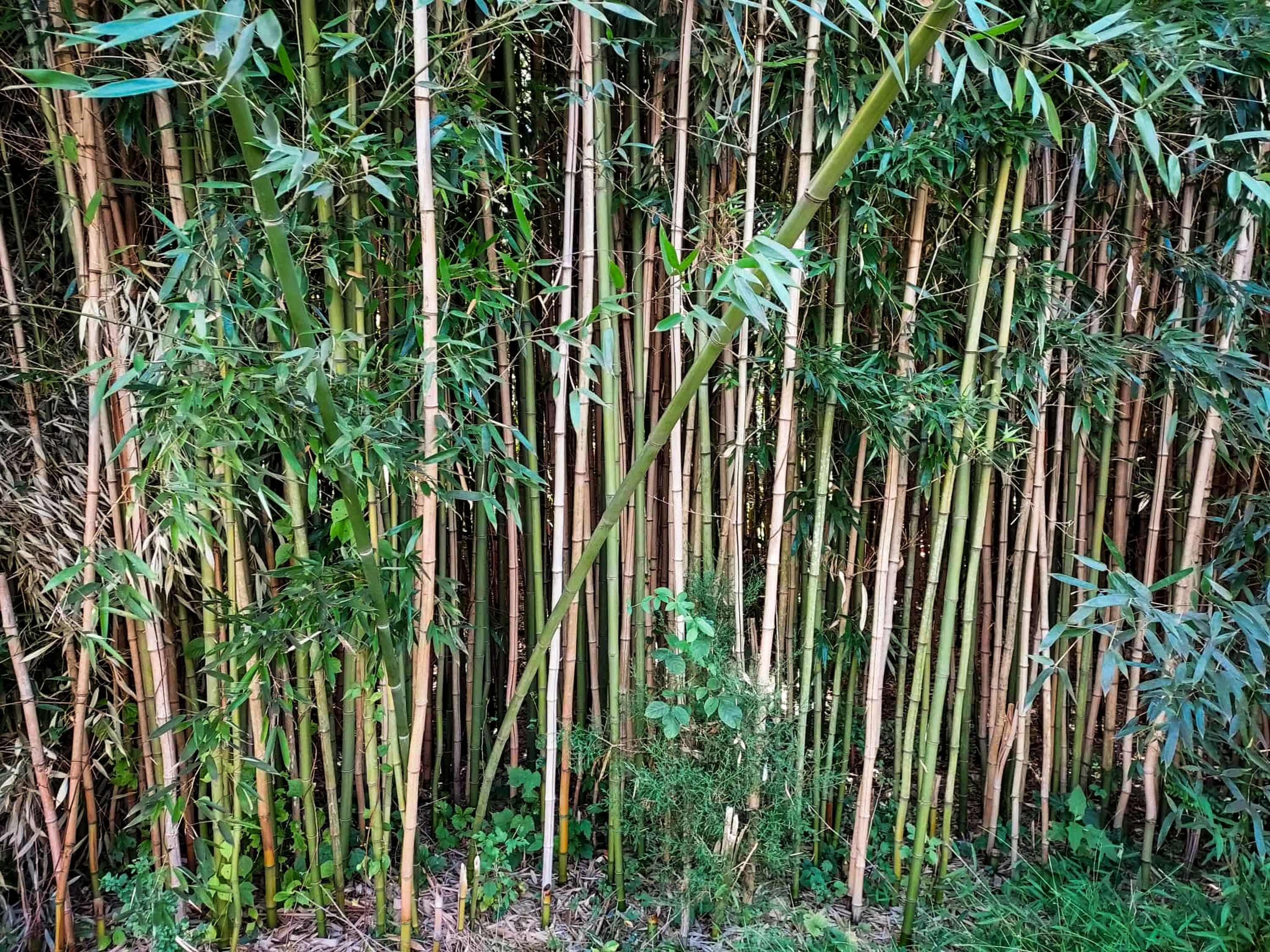Mike Honig’s neighborhood association in North Potomac has gathered funds and organized proximate homeowners to battle an ever expanding growth of invasive running bamboo– “Bamboo grows together so tightly that nothing else can survive,” said Honig.