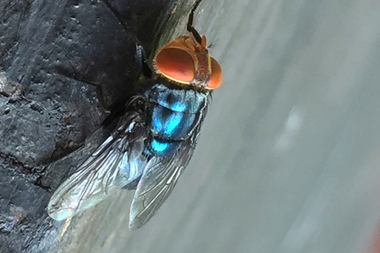FILE - An adult New World screwworm fly sits in this undated photo.
