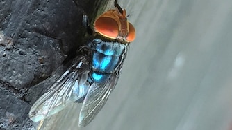 FILE - An adult New World screwworm fly sits in this undated photo.