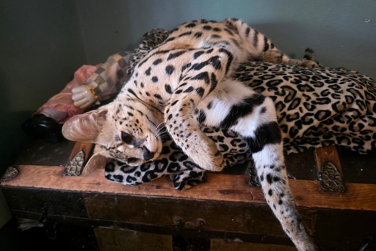 Meep, one of two serval cats who escaped into the streets of Baltimore last month, at his new home, a refuge in southeast Alabama.