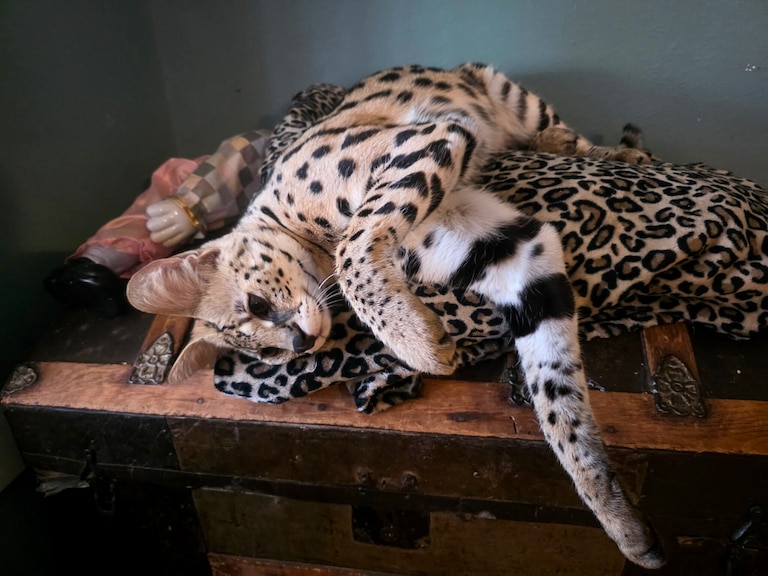 Meep, one of two serval cats who escaped into the streets of Baltimore last month, at his new home, a refuge in southeast Alabama.