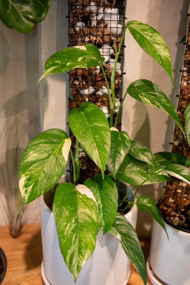 A epipremnum pinnatum albo on climbing on a trellis at green neighbor in Hampden.