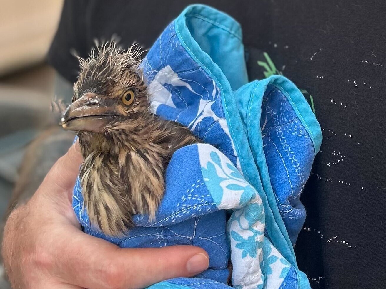 This is Stephen Varges's second year of rescuing fallen herons. Unfortunately, sometimes he finds some that are already deceased.