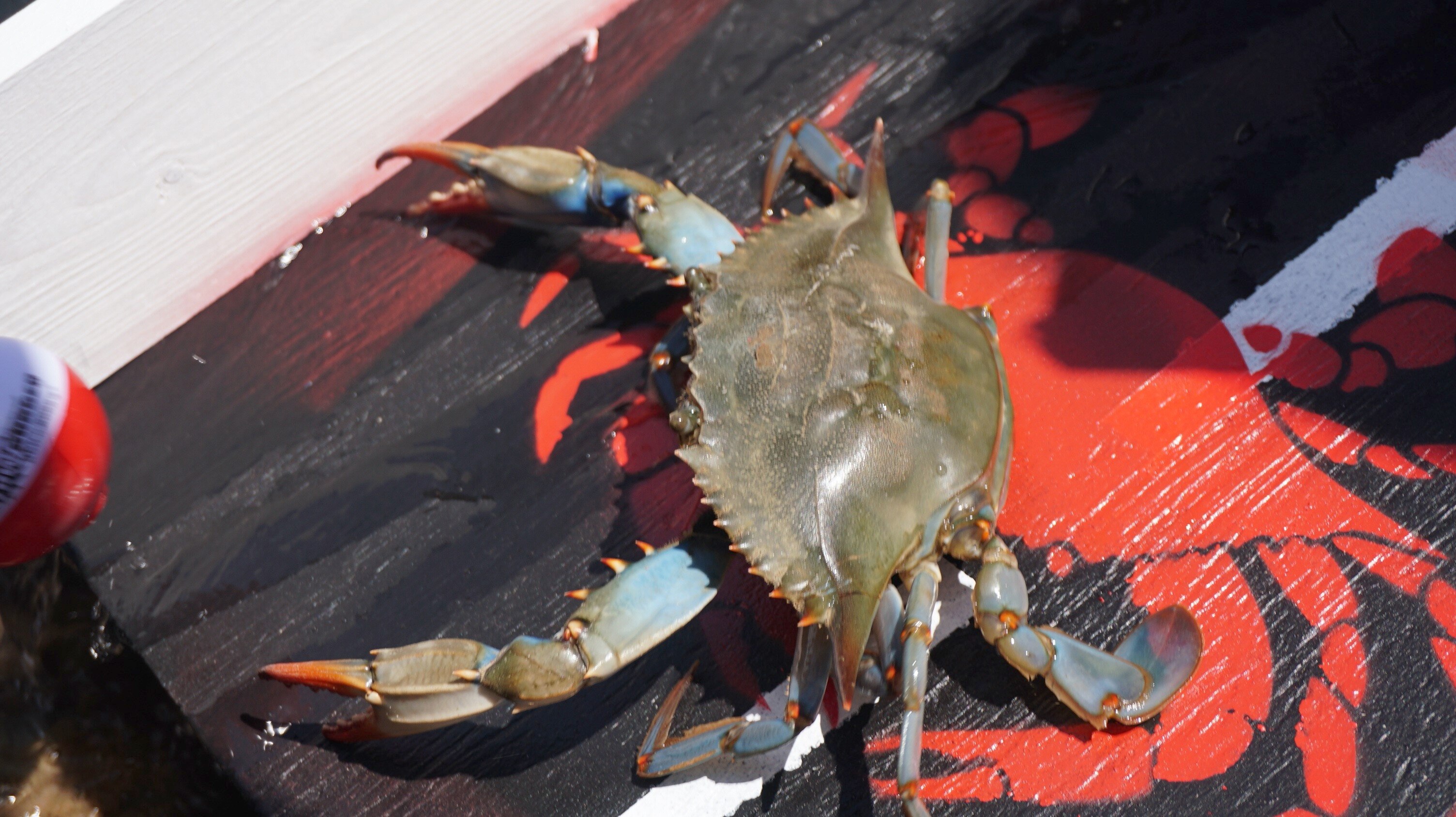 Winning Crab  with B.J. Surhoff, ex-Oriole, as crab jockey