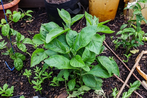 Bitter leaf grown by farmer Isaac Zama, who operates Asawana Farms, at the Urban Farm Incubator at Watkins Regional Park in Upper Marlboro