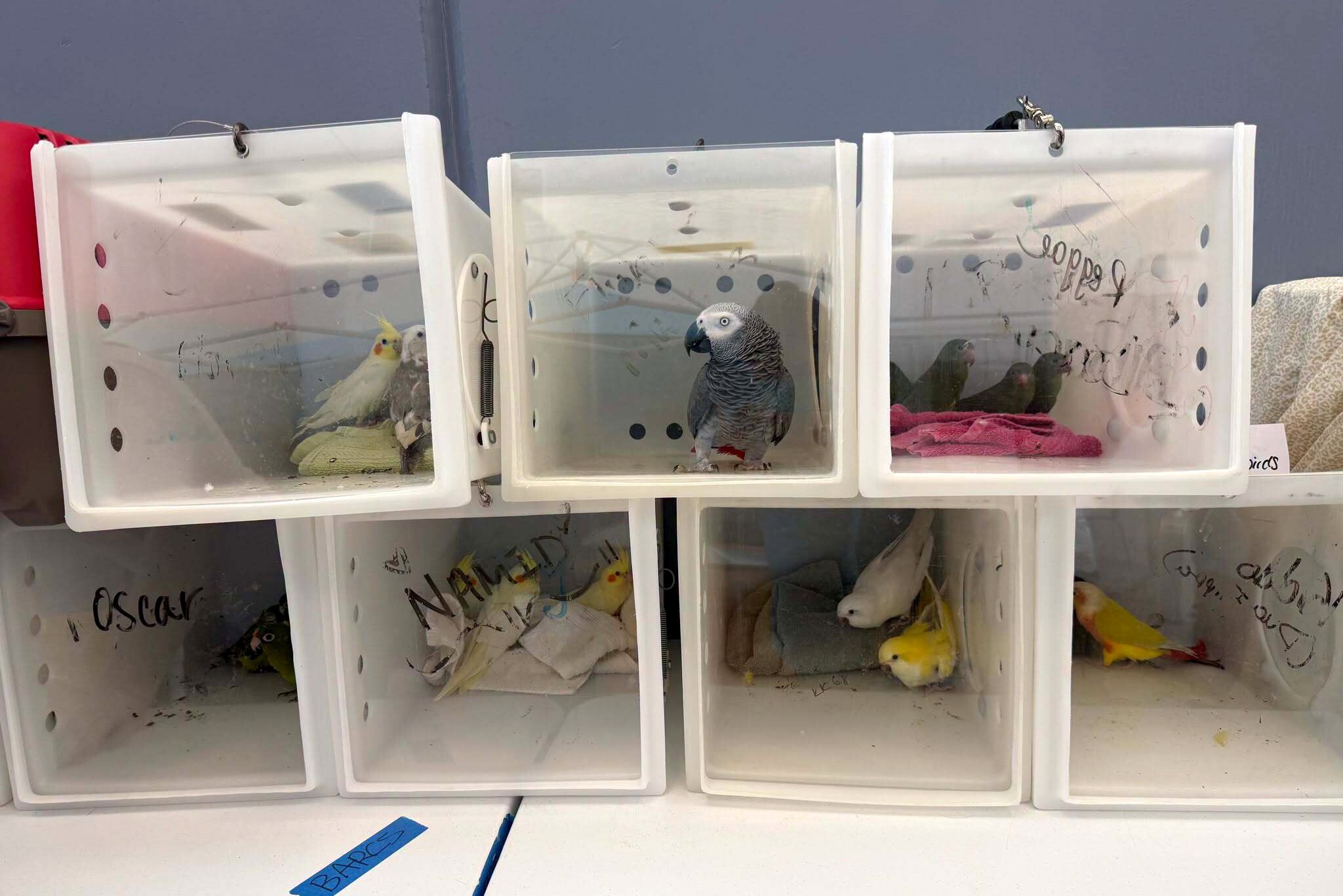 The Maryland Zoo and National Aquarium stepped in after hundreds of birds were found sick and living in unsanitary conditions.