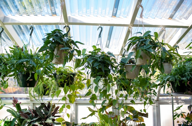 A variety of hanging plants including a cebu blue photos in the green house at green neighbor.