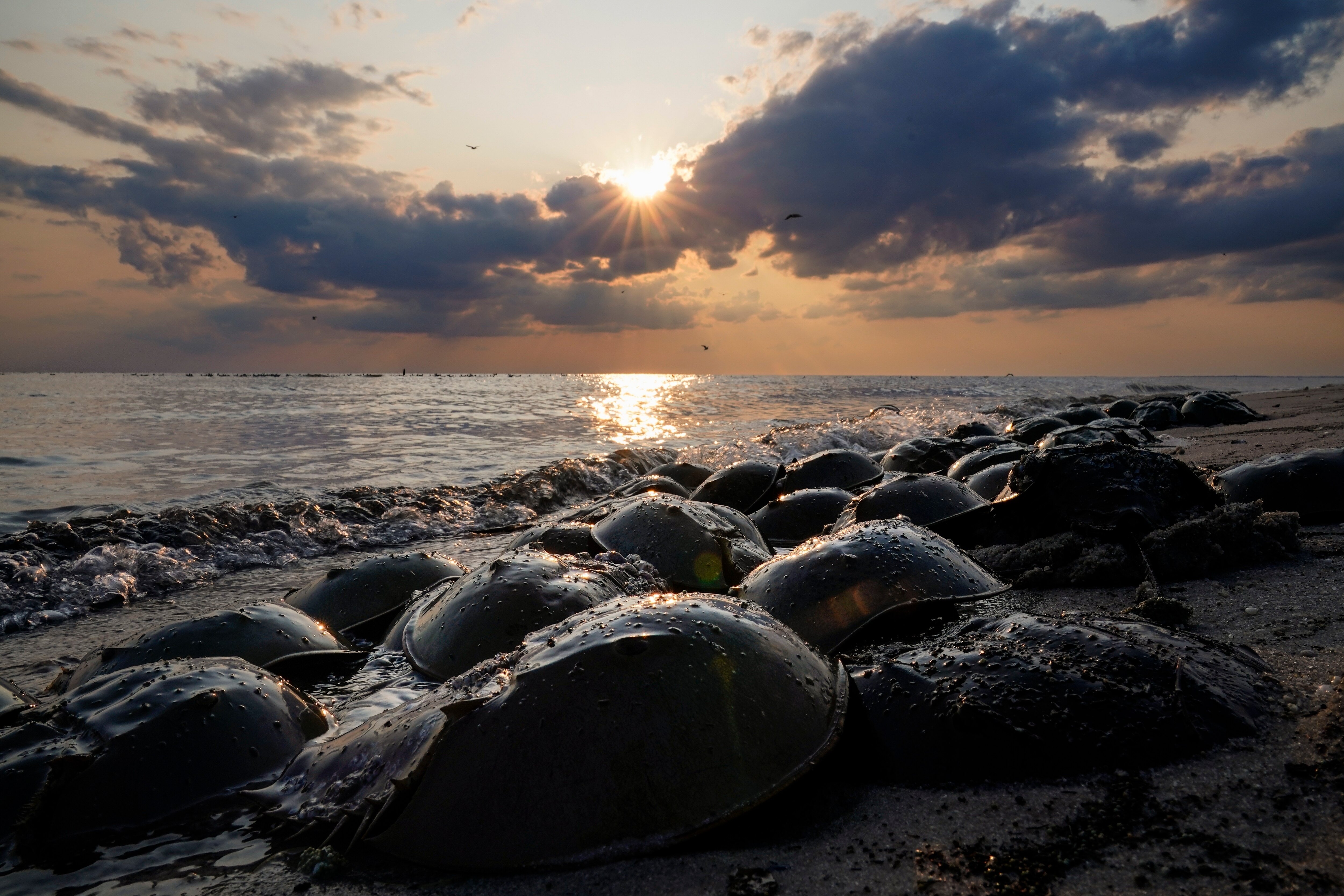 Horseshoe crabs spawn at Reeds Beach in Cape May Court House, New Jersey, on Tuesday, June 13, 2023. The biomedical industry is adopting new standards to protect the sea animal that is a linchpin of the production of vital medicines.