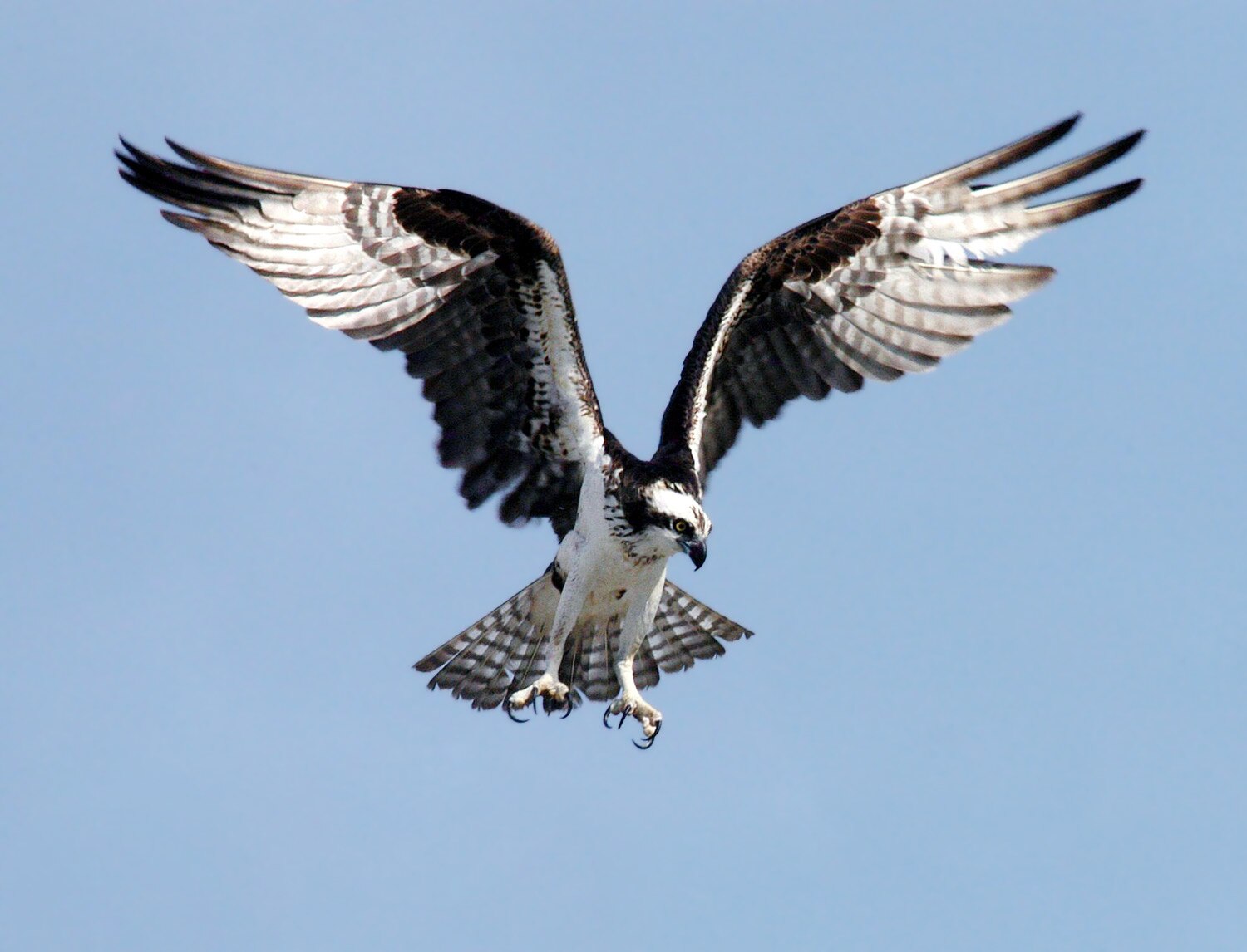 An Osprey preparing to dive at Kennedy Space Center, Florida in 2012.