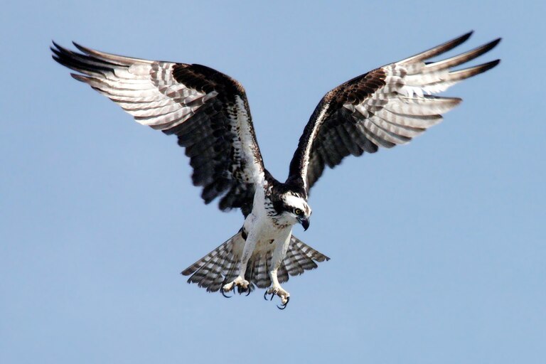 An Osprey preparing to dive at Kennedy Space Center, Florida in 2012.