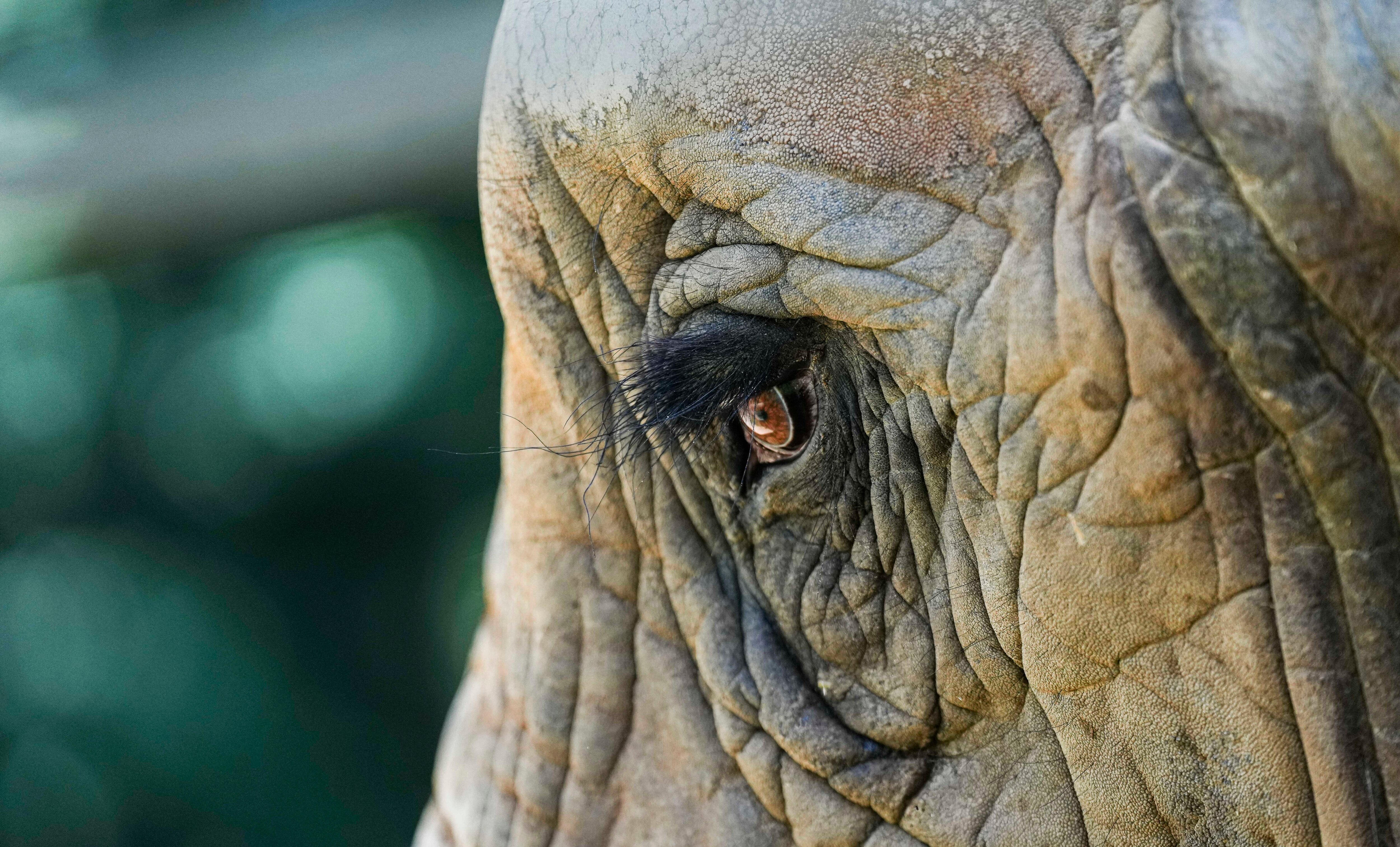 Anna, a 48 year old African Elephant, basks in the sunlight during her outside play time.
