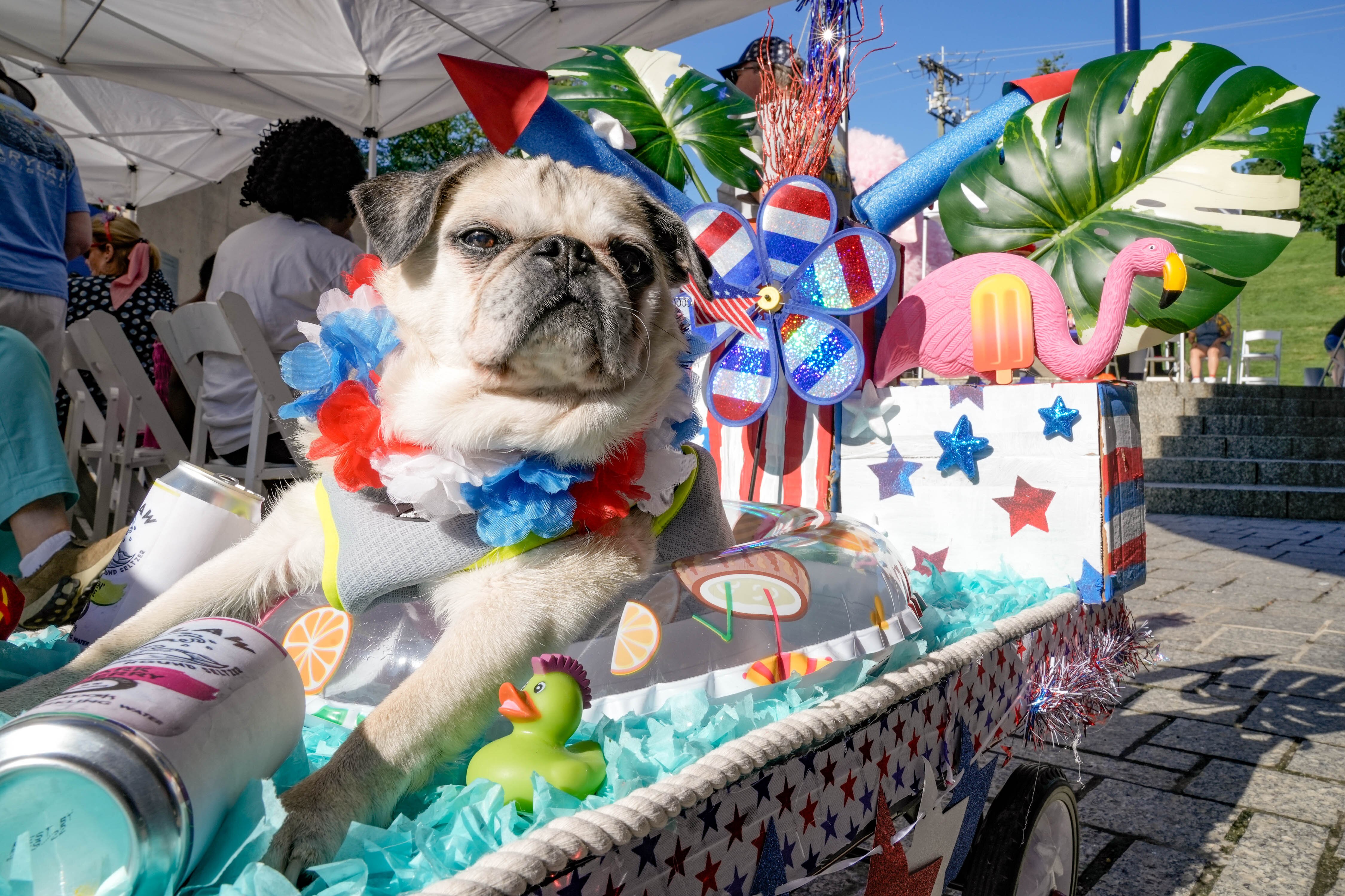 Bella the pug is shown dressed up in her float at the AVAM July 4th Pet Parade and Talent Show last year. See pets just like Bella at Howard County's pet parade this weekend.