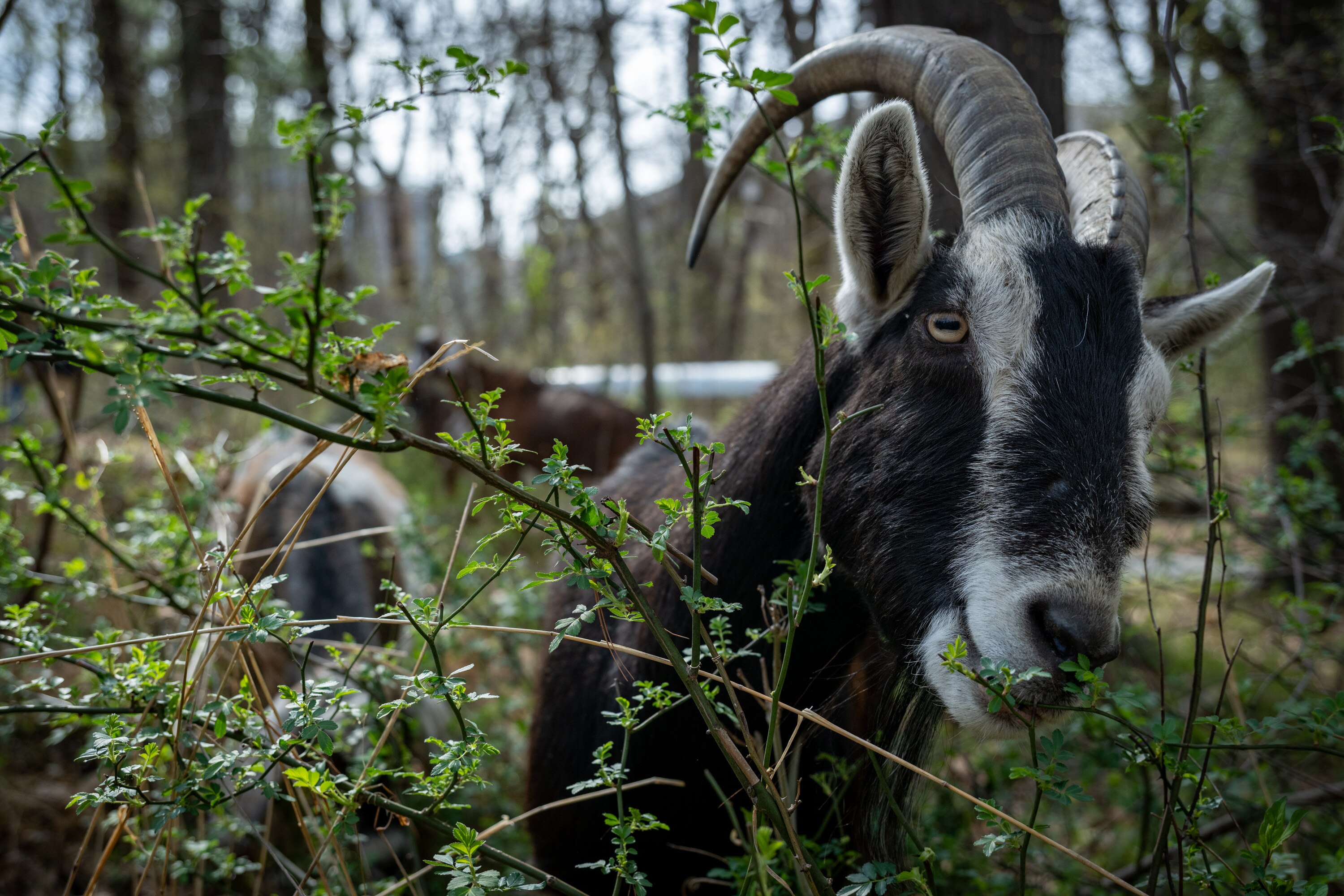 Joseph, an Alpine goat from Harmony Church Farm in Harford County, eats invasive Multiflora rose in the Glen Arboretum at Towson University on Wednesday, April 2. Goats from Harmony Church Farm have been visiting the university to help with the invasive plants for the past eleven years.