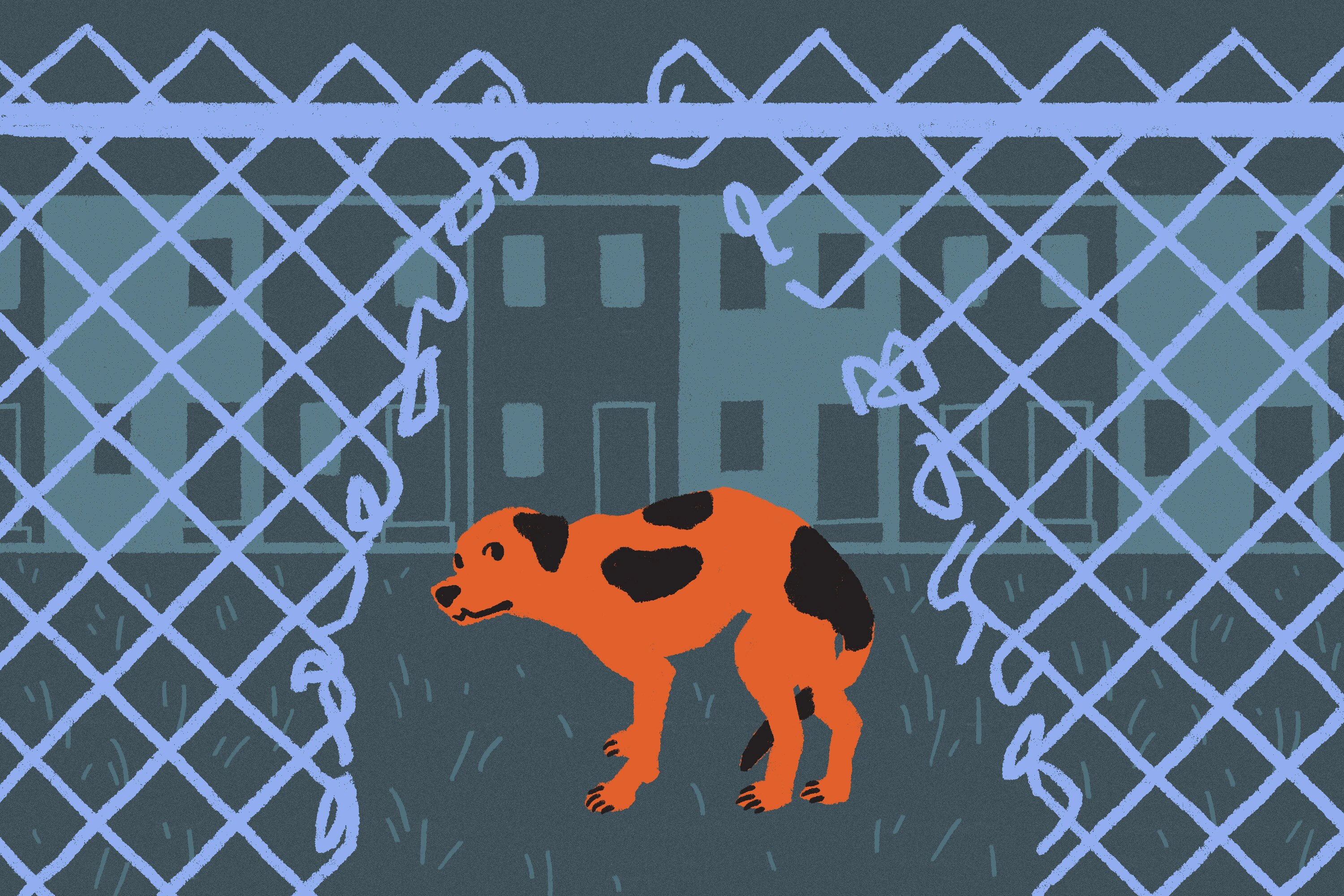 Illustration of cowering dog standing in front of row houses, framed by a hole in a chain link fence.