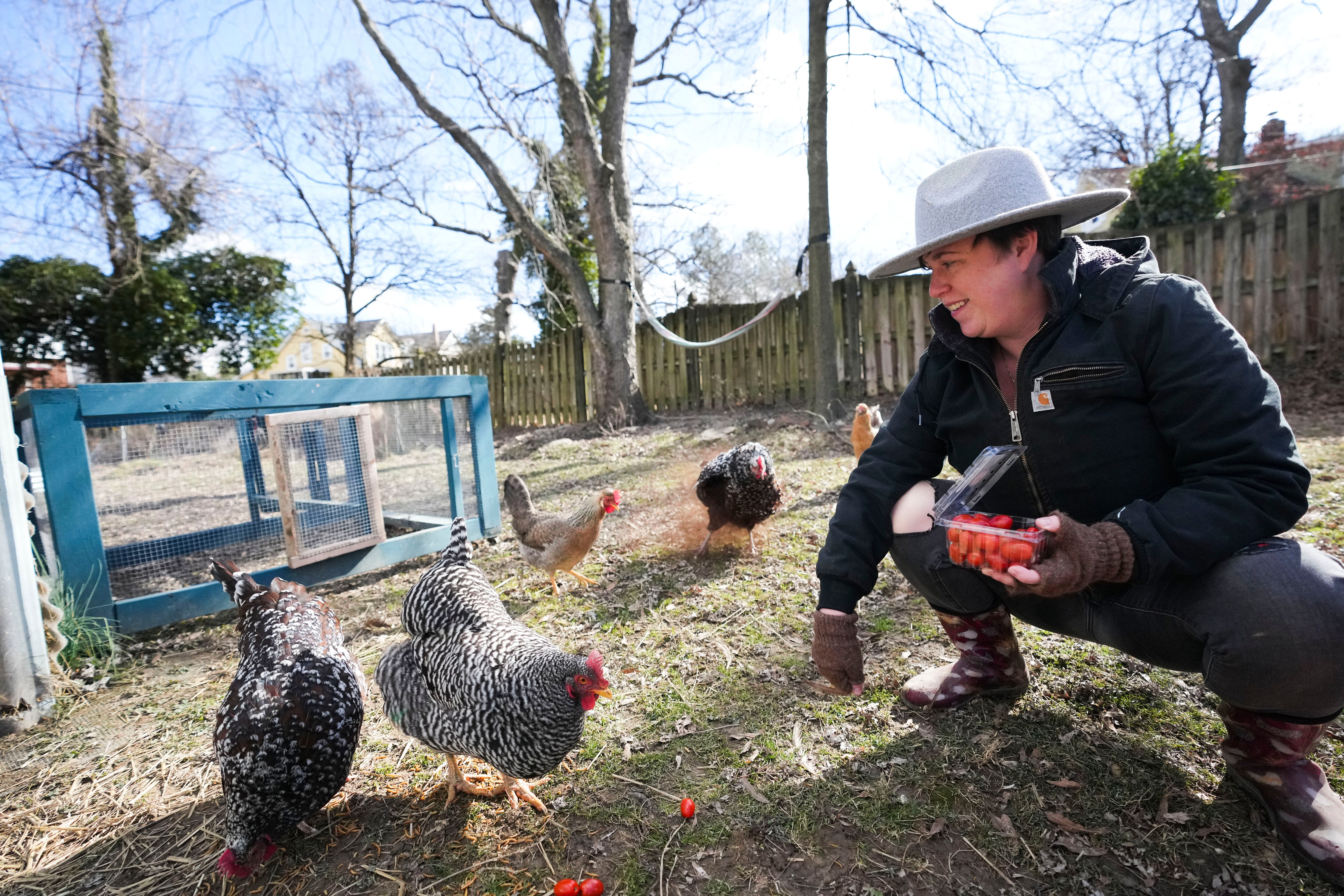 Christa Daring, along with their partner Dan Staples and child Juniper, raise chickens in their backyard in Lauraville on February 3, 2023. They have ten chickens total.