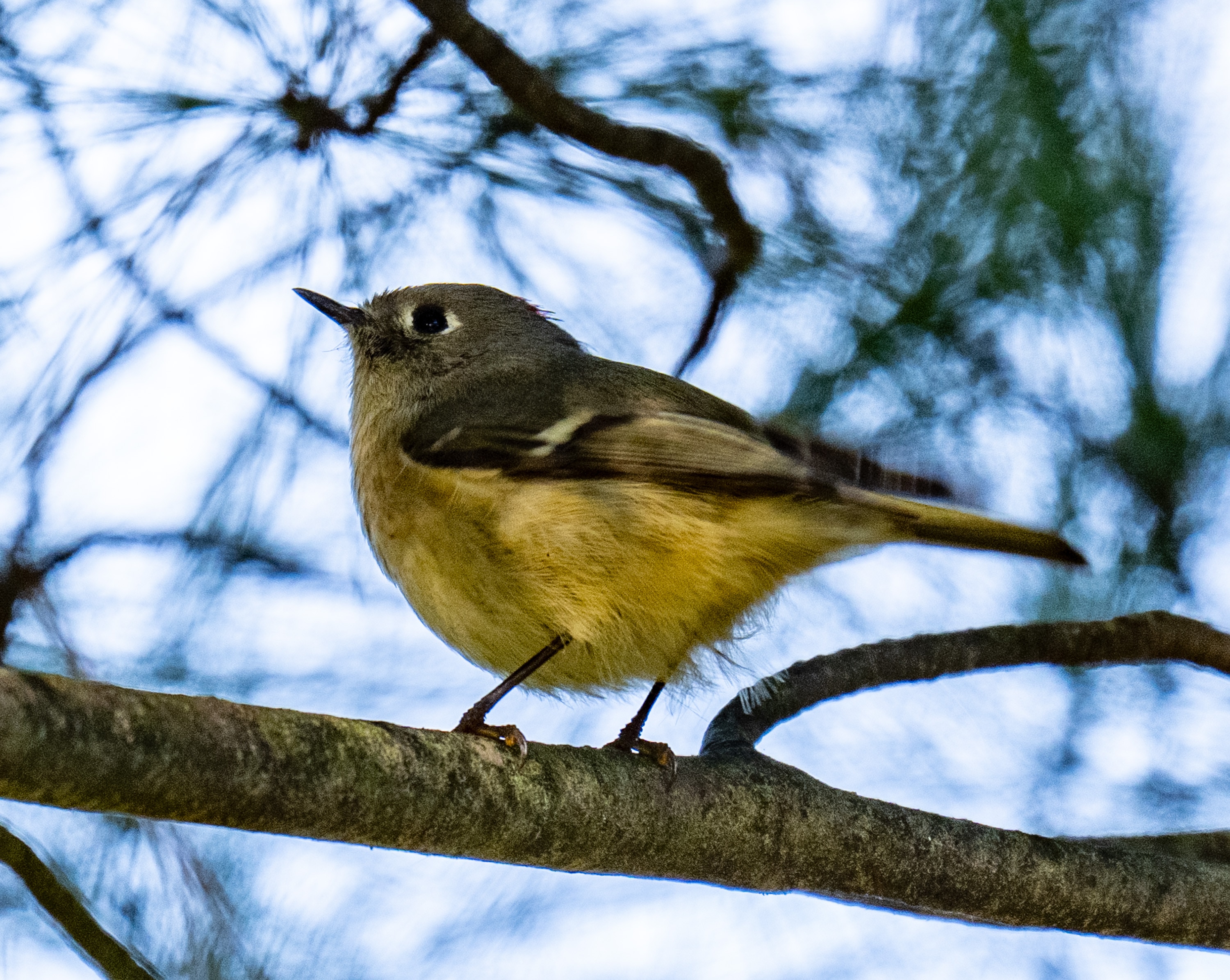 Wednesday, Oct. 1, 2025 —  A Ruby-crowned kinglet forages for insects in a tree at RedGate Park, a former golf course in Rockville that is now a birding hotspot.