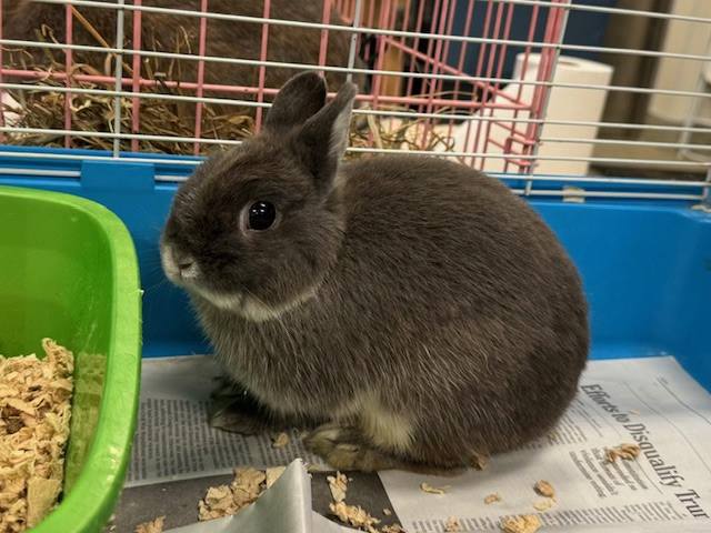 Baltimore County Animal Services is trying to find homes for 61 bunnies.
